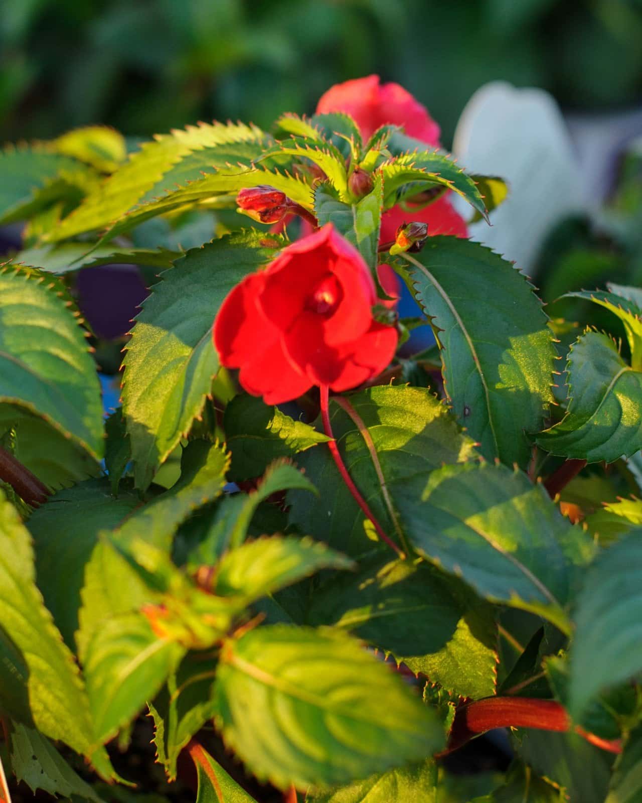 Sunpatiens Compact Red Impatiens - Image 4