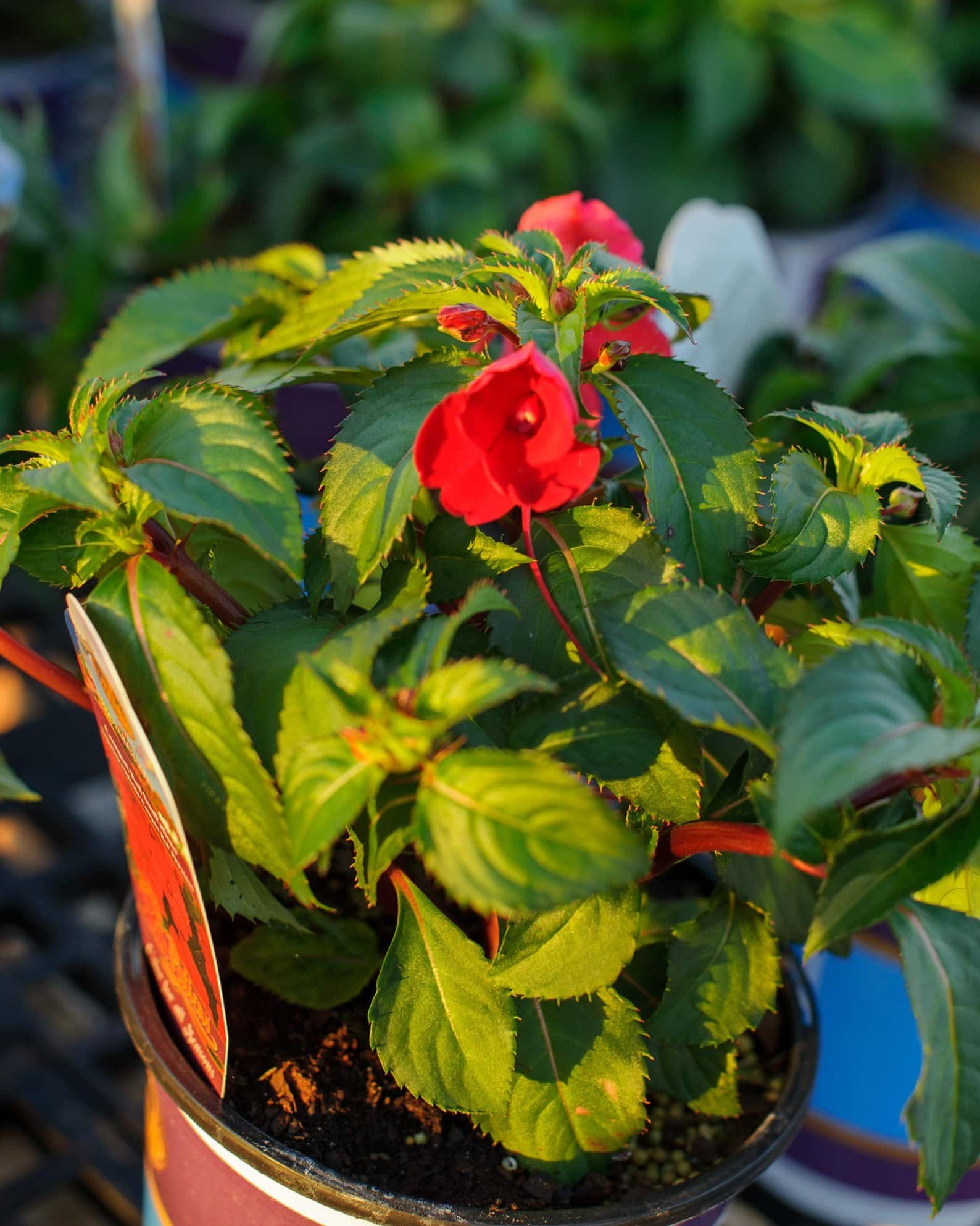 Sunpatiens Compact Red Impatiens - Image 5