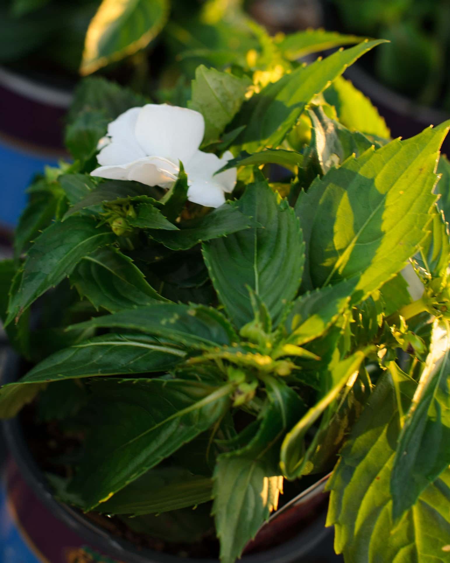 Sunpatiens Compact White Impatiens - Image 2