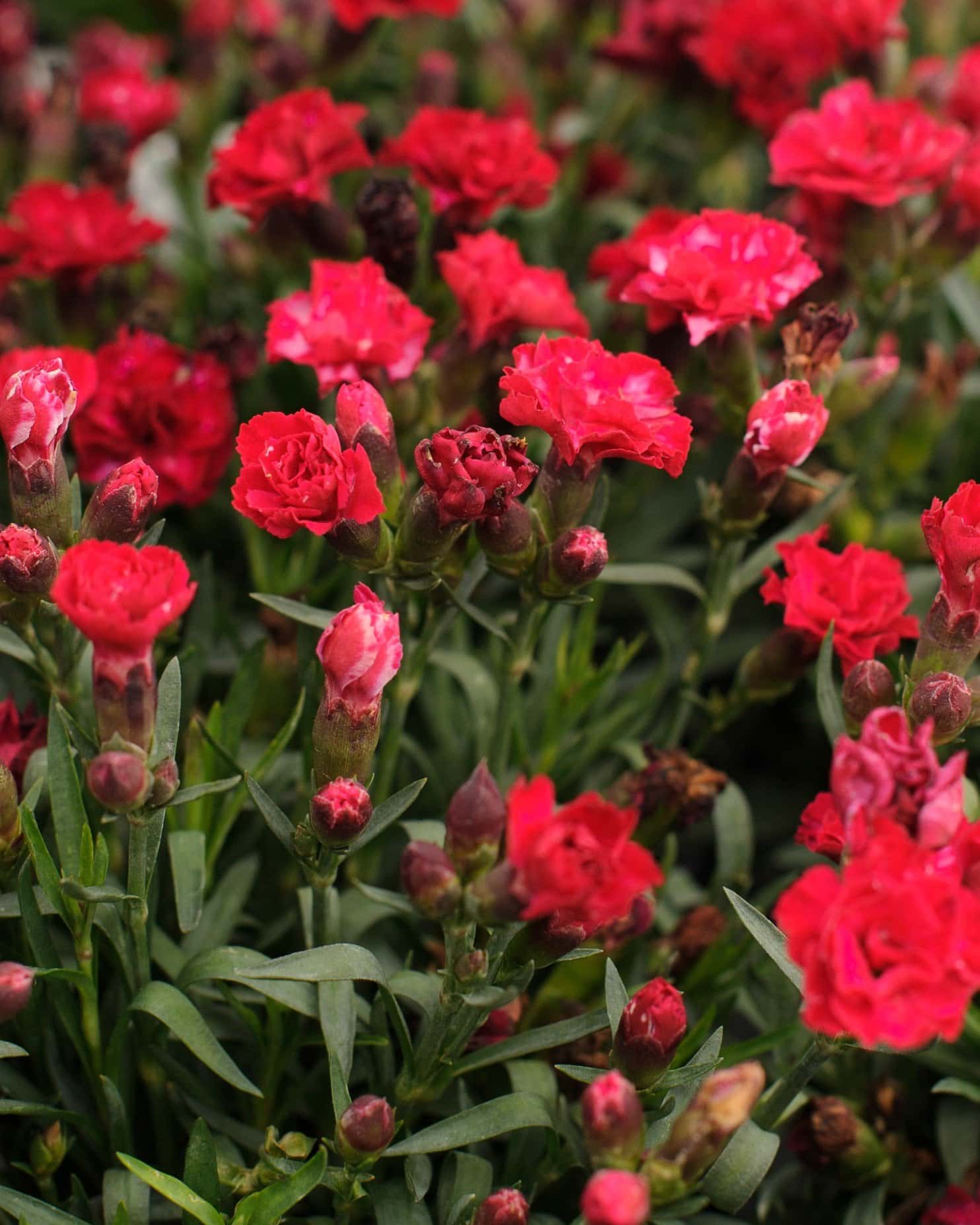 Carmen Pink Dianthus - Main Image