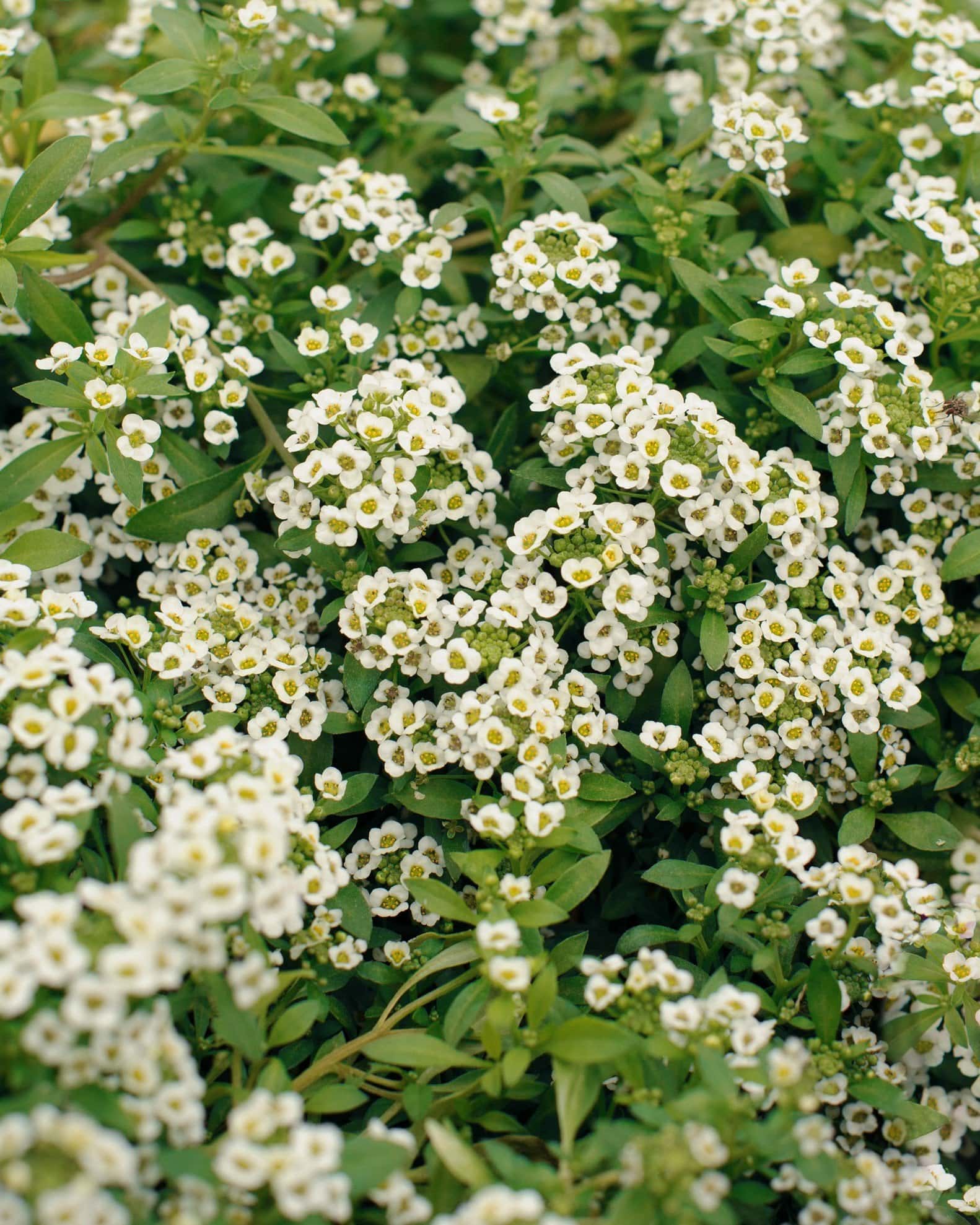 Clear Crystal White Alyssum - Main Image