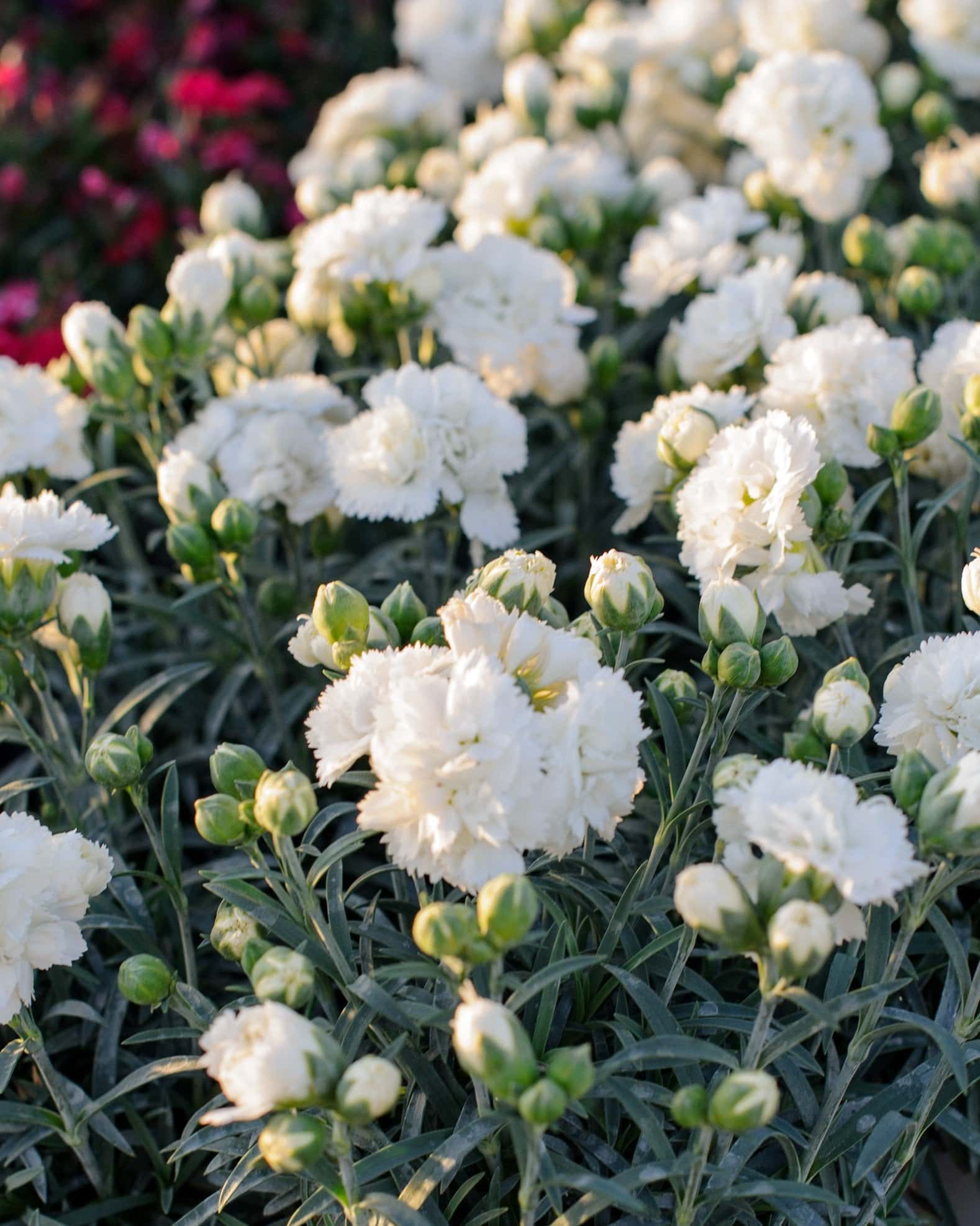 Early Bird Frosty Dianthus - Image 1