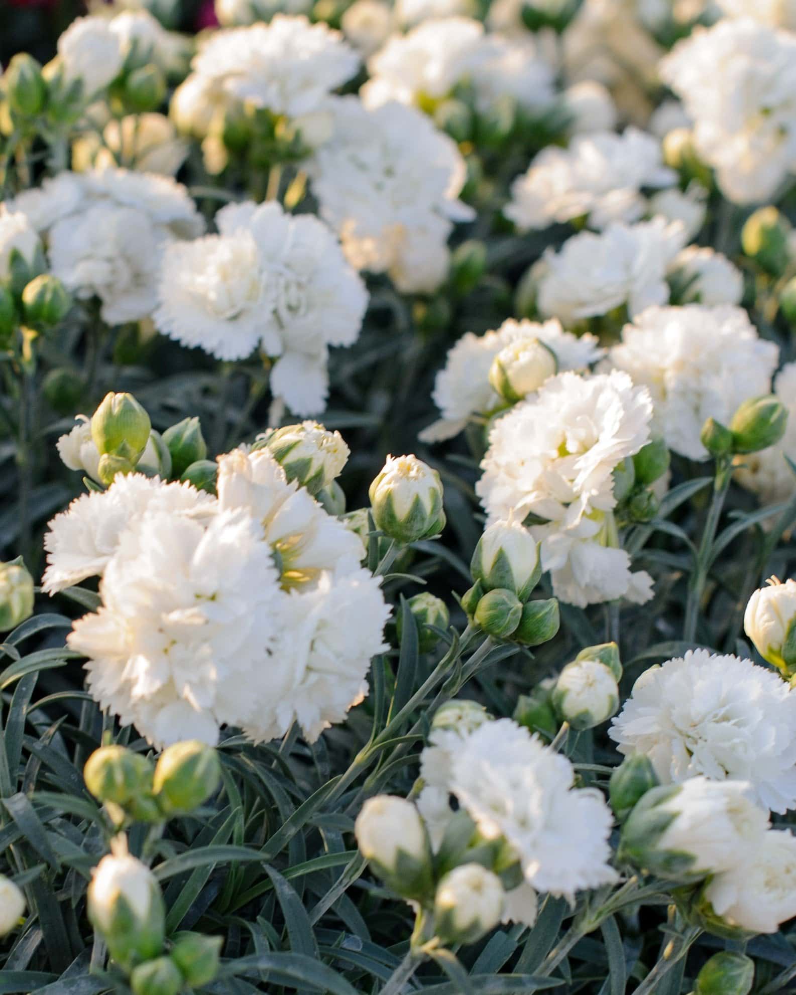 Early Bird Frosty Dianthus - Image 2