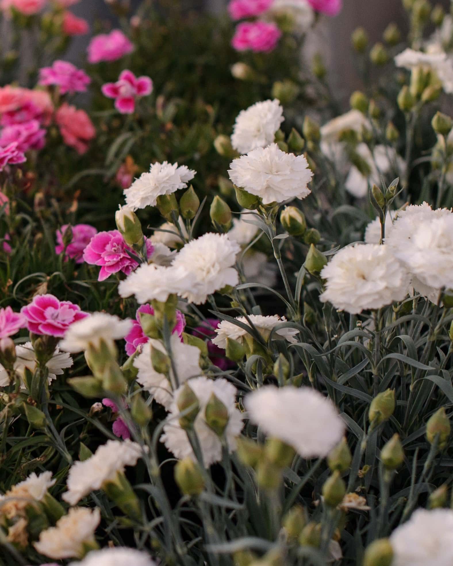 Early Bird Frosty Dianthus - Image 3