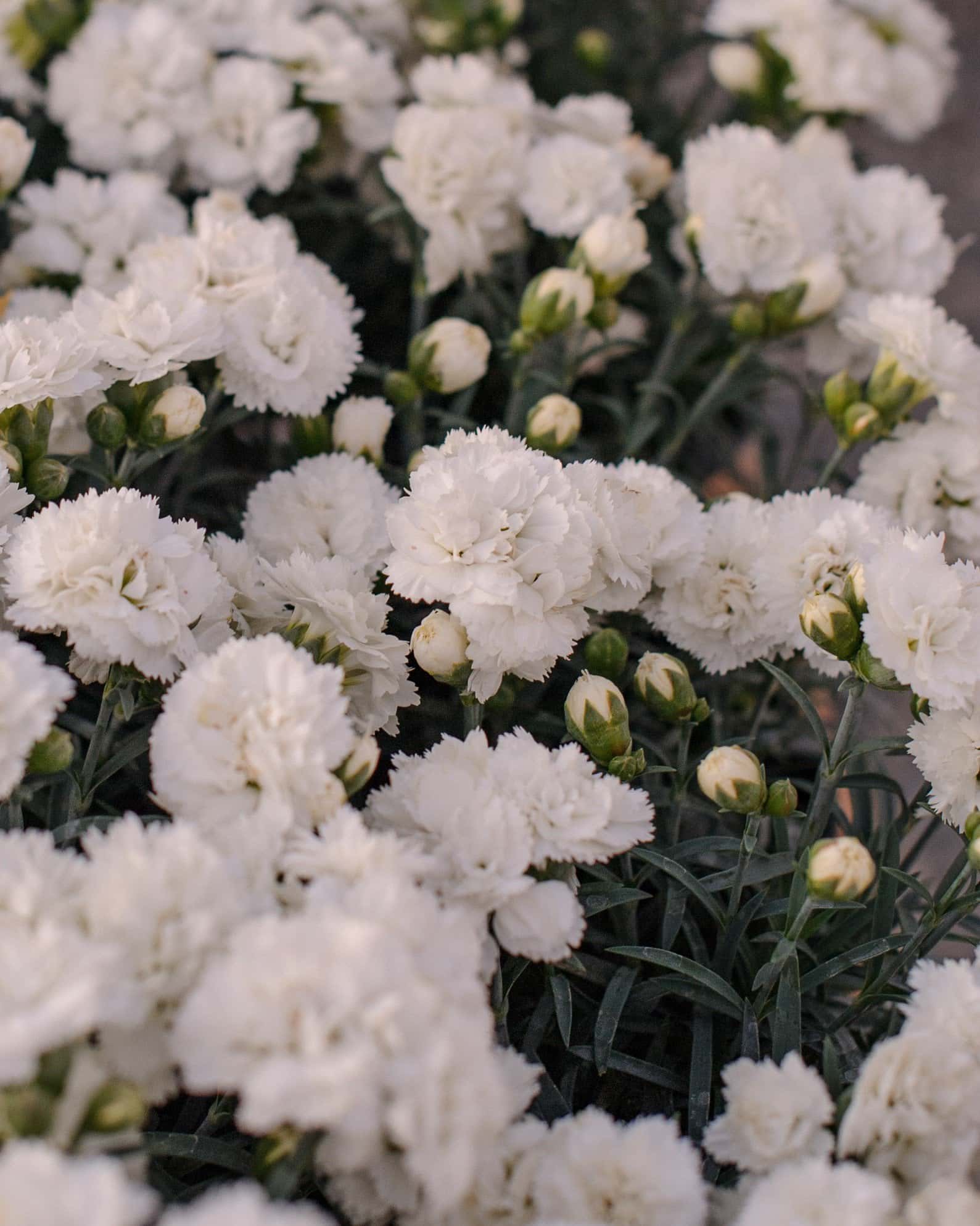 Early Bird Frosty Dianthus - Image 4