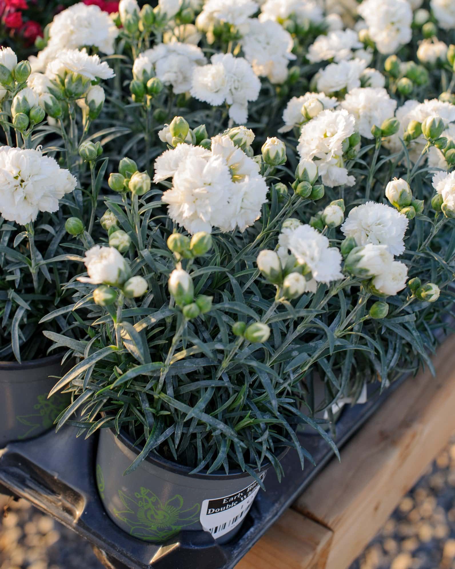 Early Bird Frosty Dianthus - Image 5