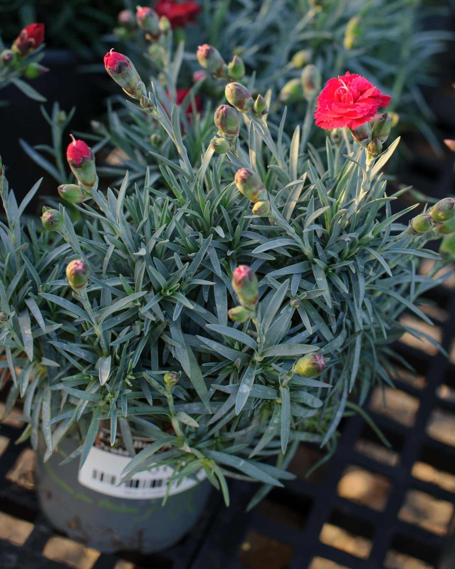 Early Bird Radiance Dianthus - Image 1