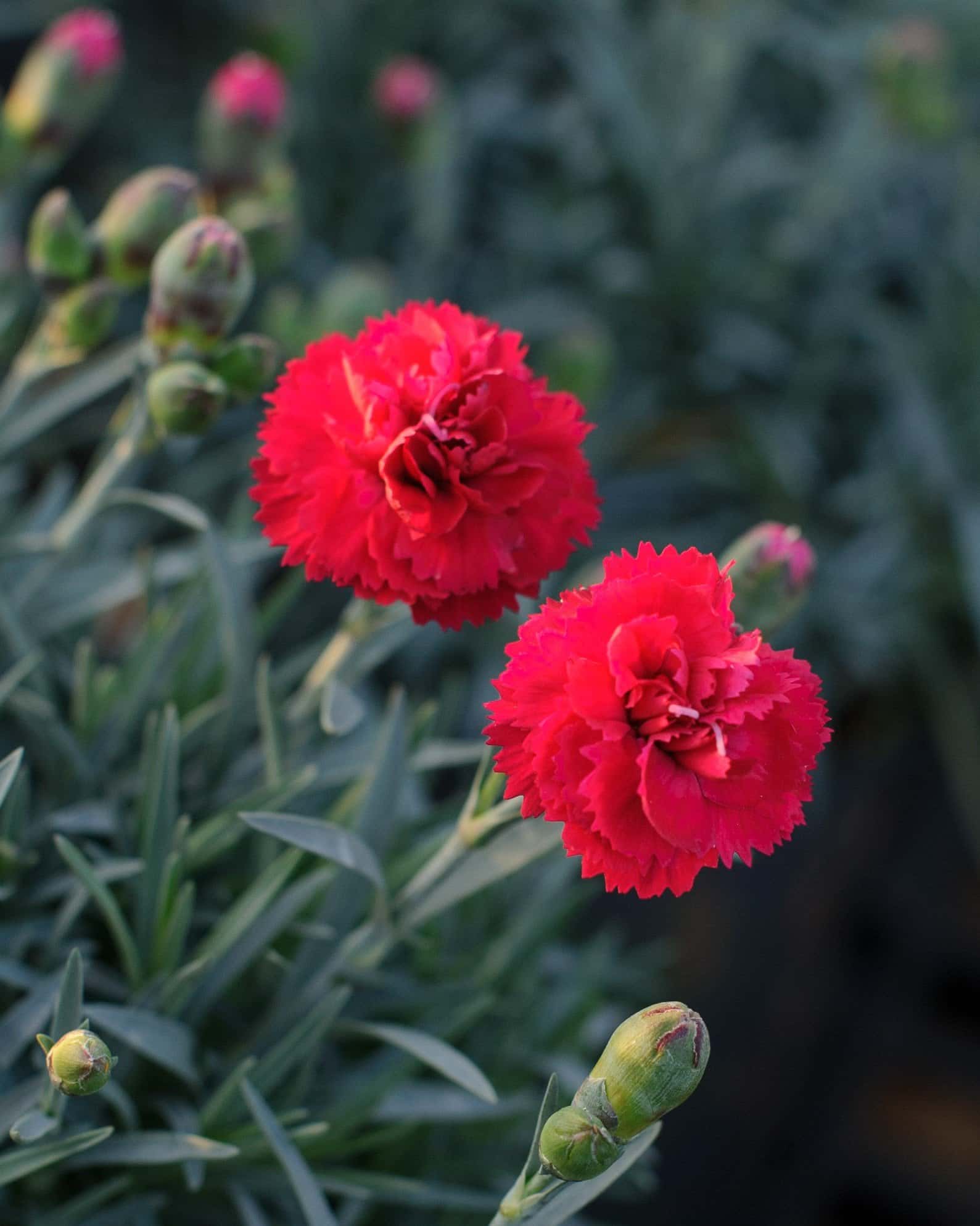 Early Bird Radiance Dianthus - Image 2