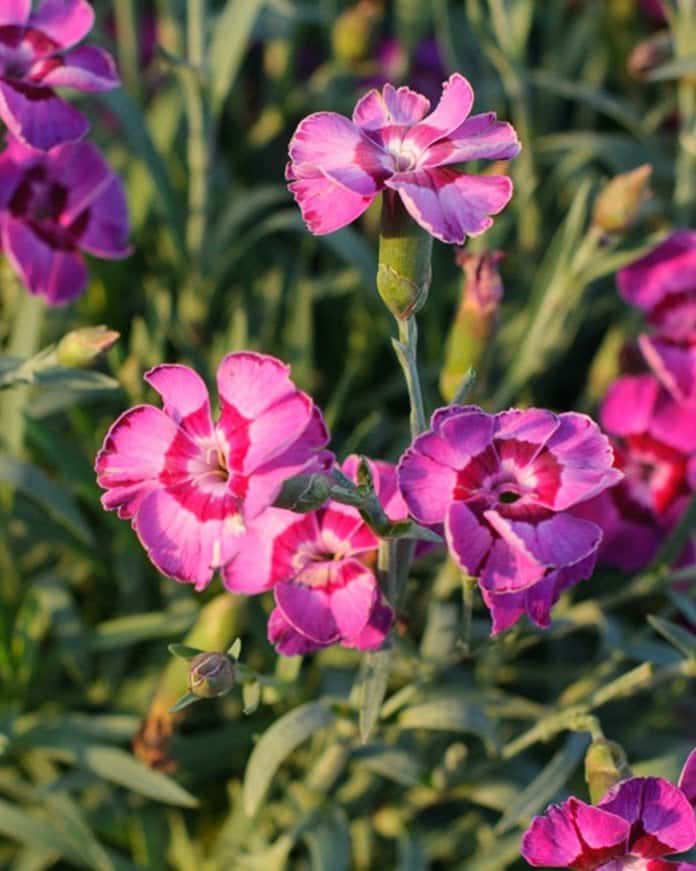 EverLast Violet Blue Dianthus - Main Image