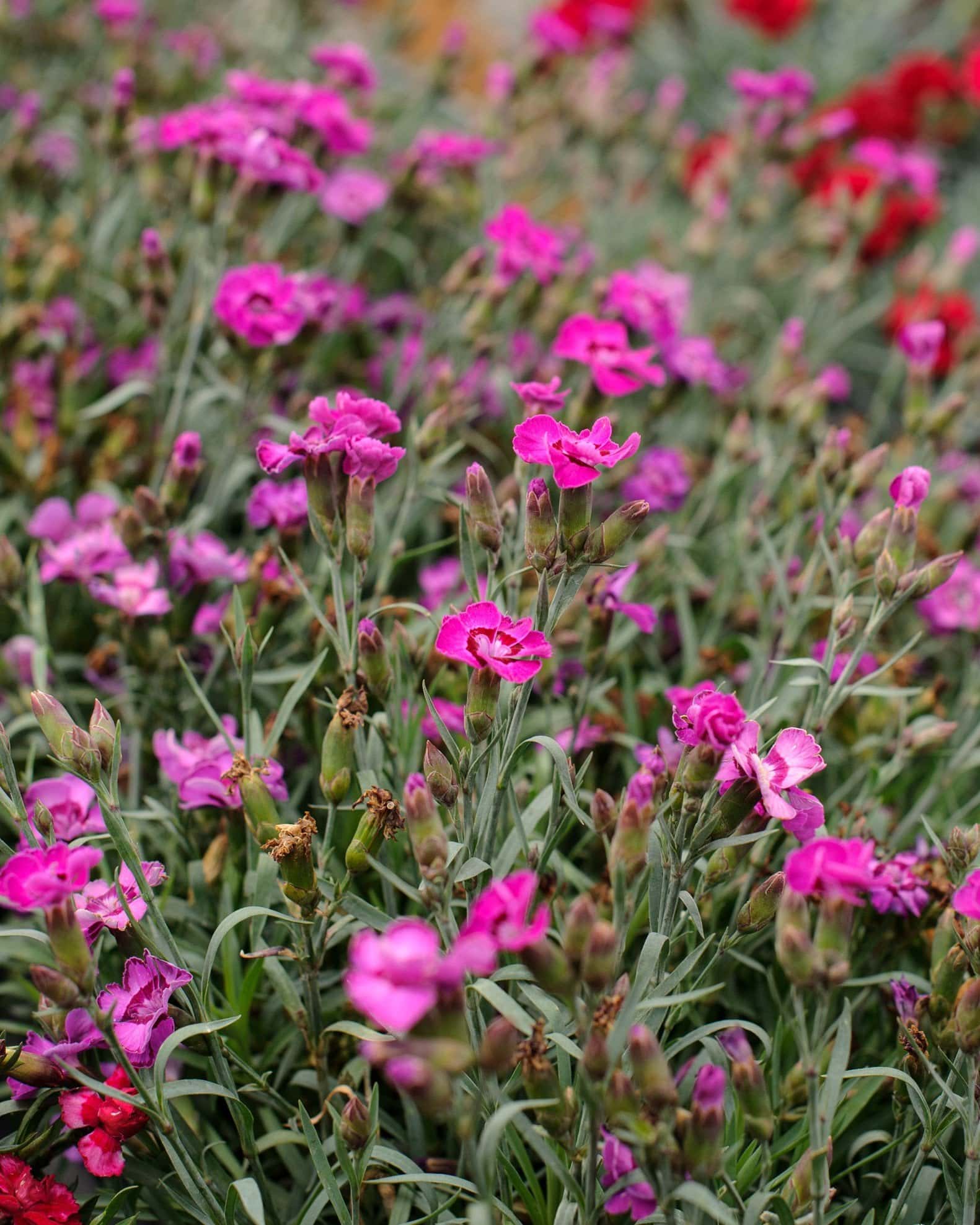 EverLast Violet Blue Dianthus - Image 1