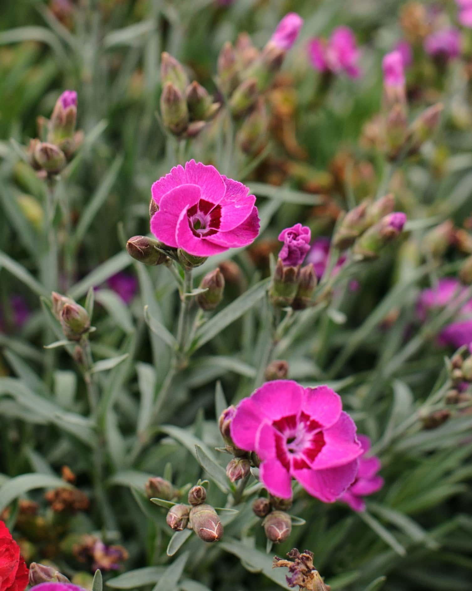 EverLast Violet Blue Dianthus - Image 2