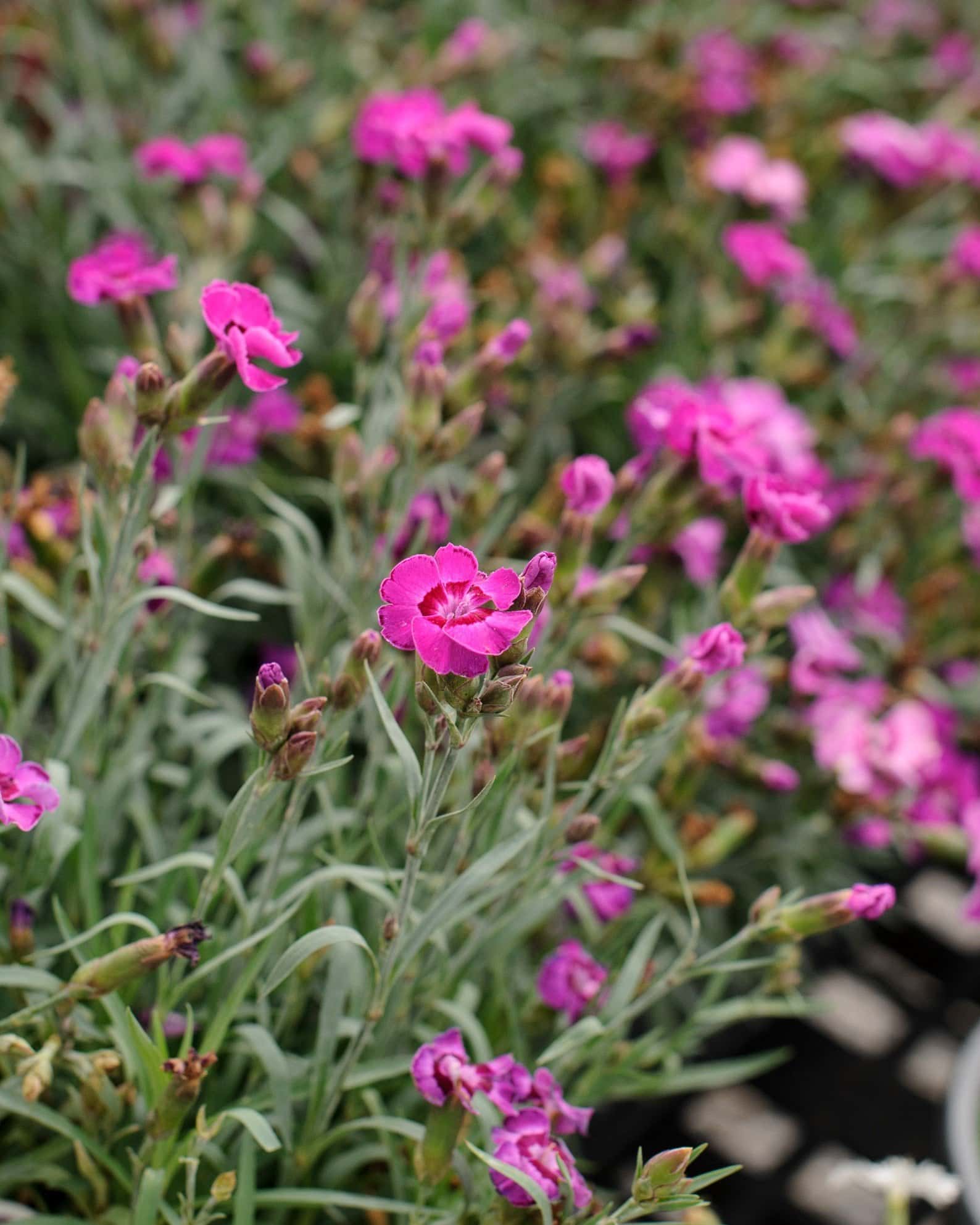 EverLast Violet Blue Dianthus - Image 3