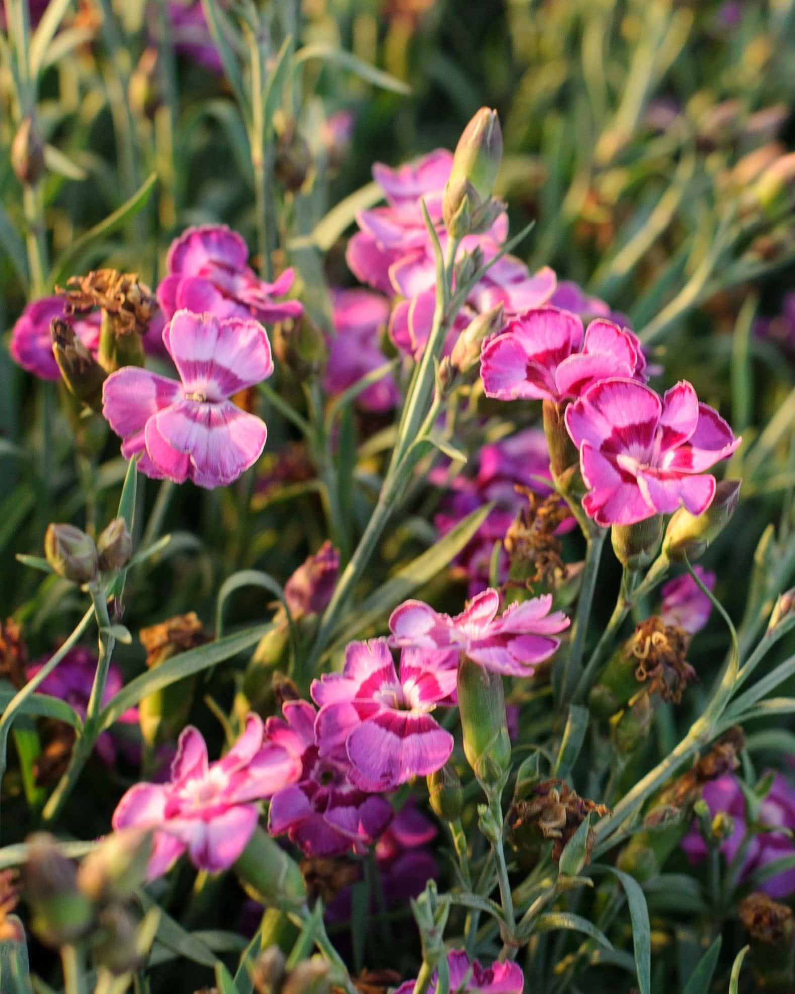 EverLast Violet Blue Dianthus - Image 4