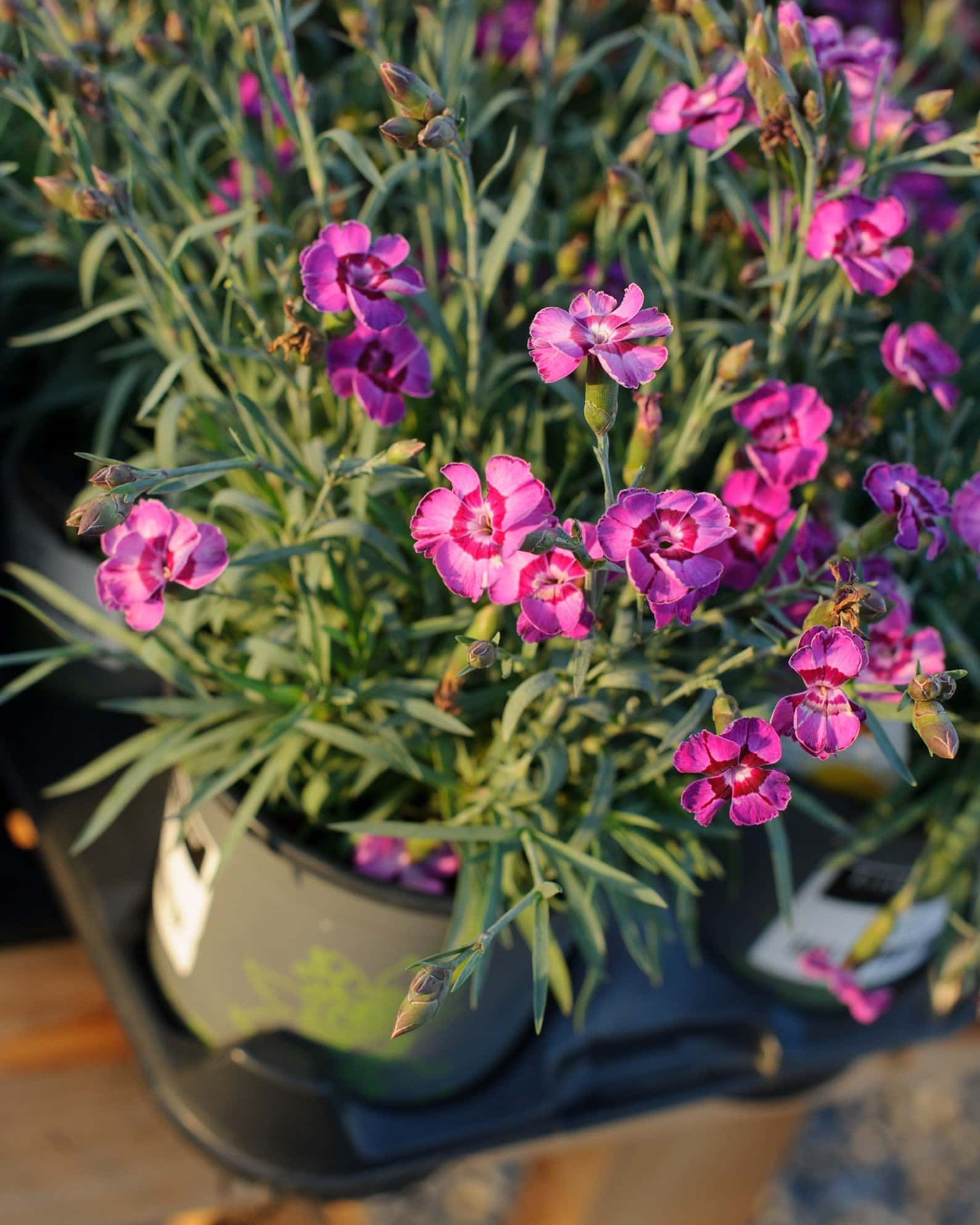 EverLast Violet Blue Dianthus - Image 5