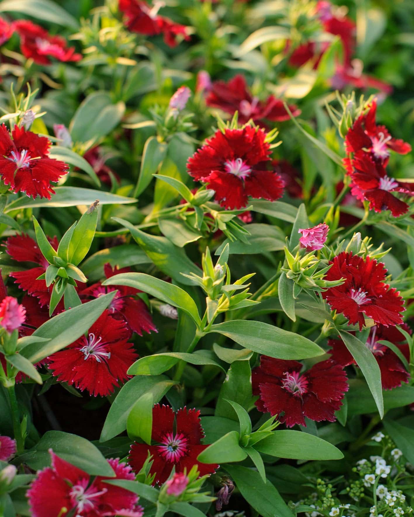 Floral Lace Red Dianthus - Main Image
