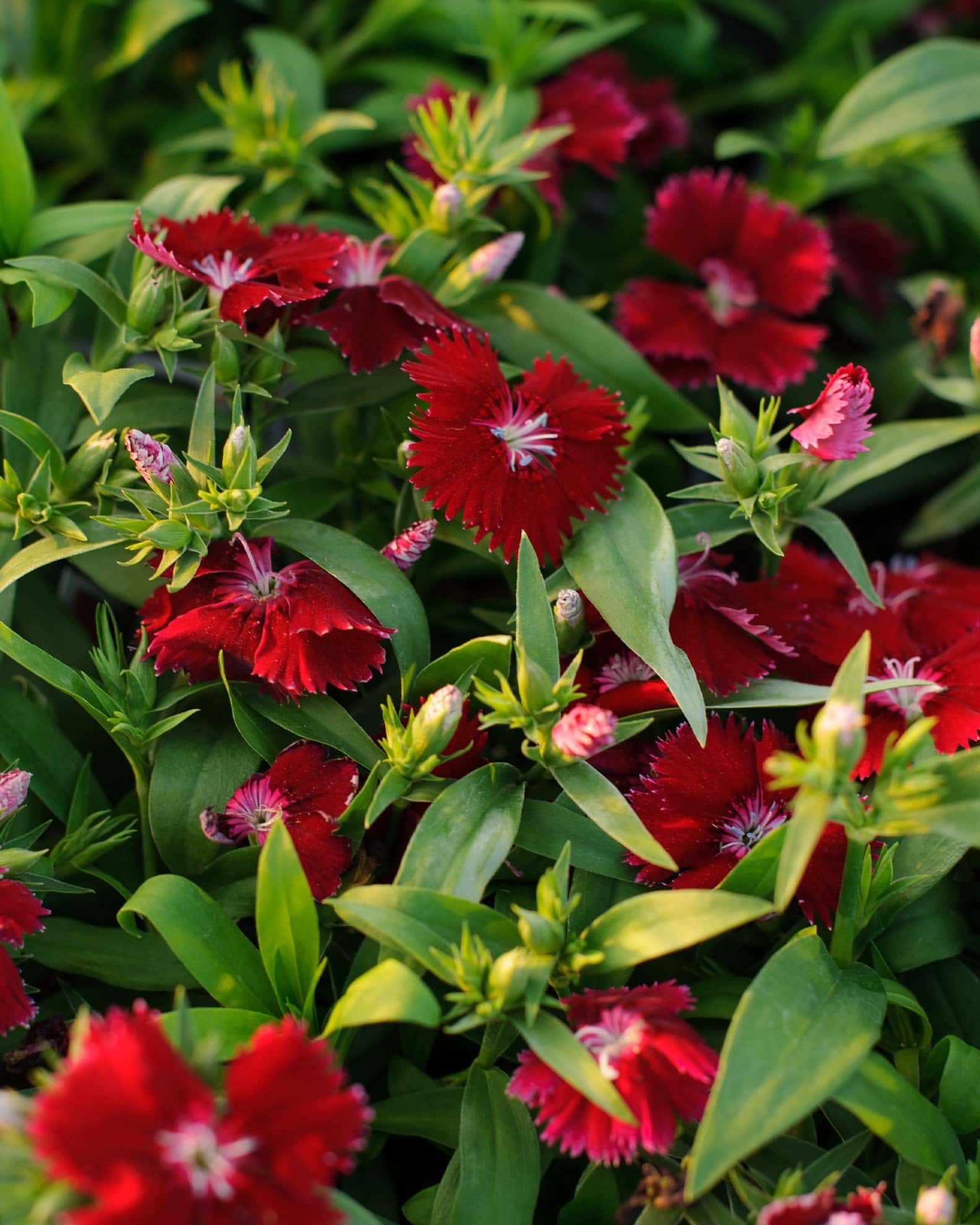 Floral Lace Red Dianthus - Image 1