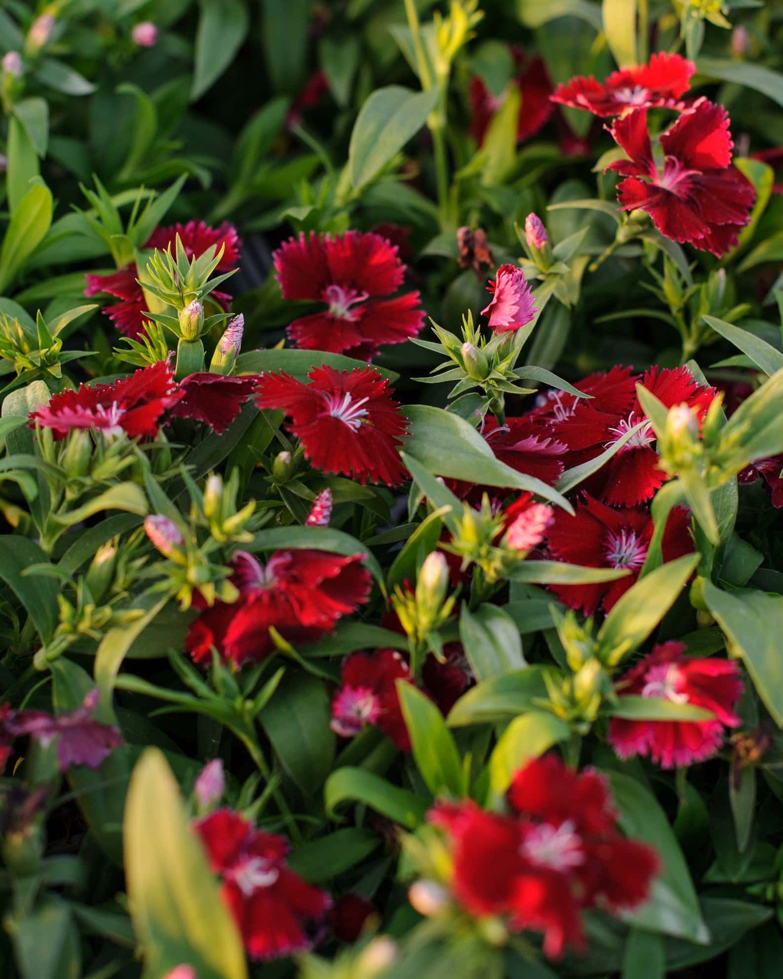 Floral Lace Red Dianthus - Image 2