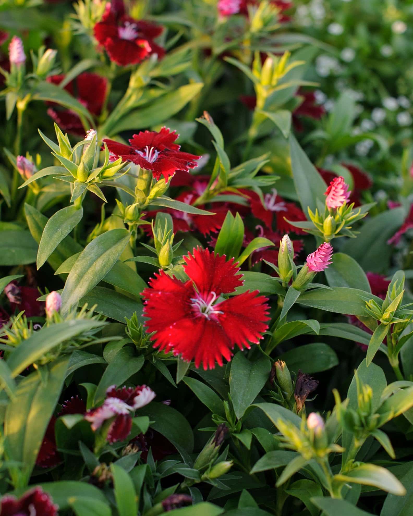 Floral Lace Red Dianthus - Image 3