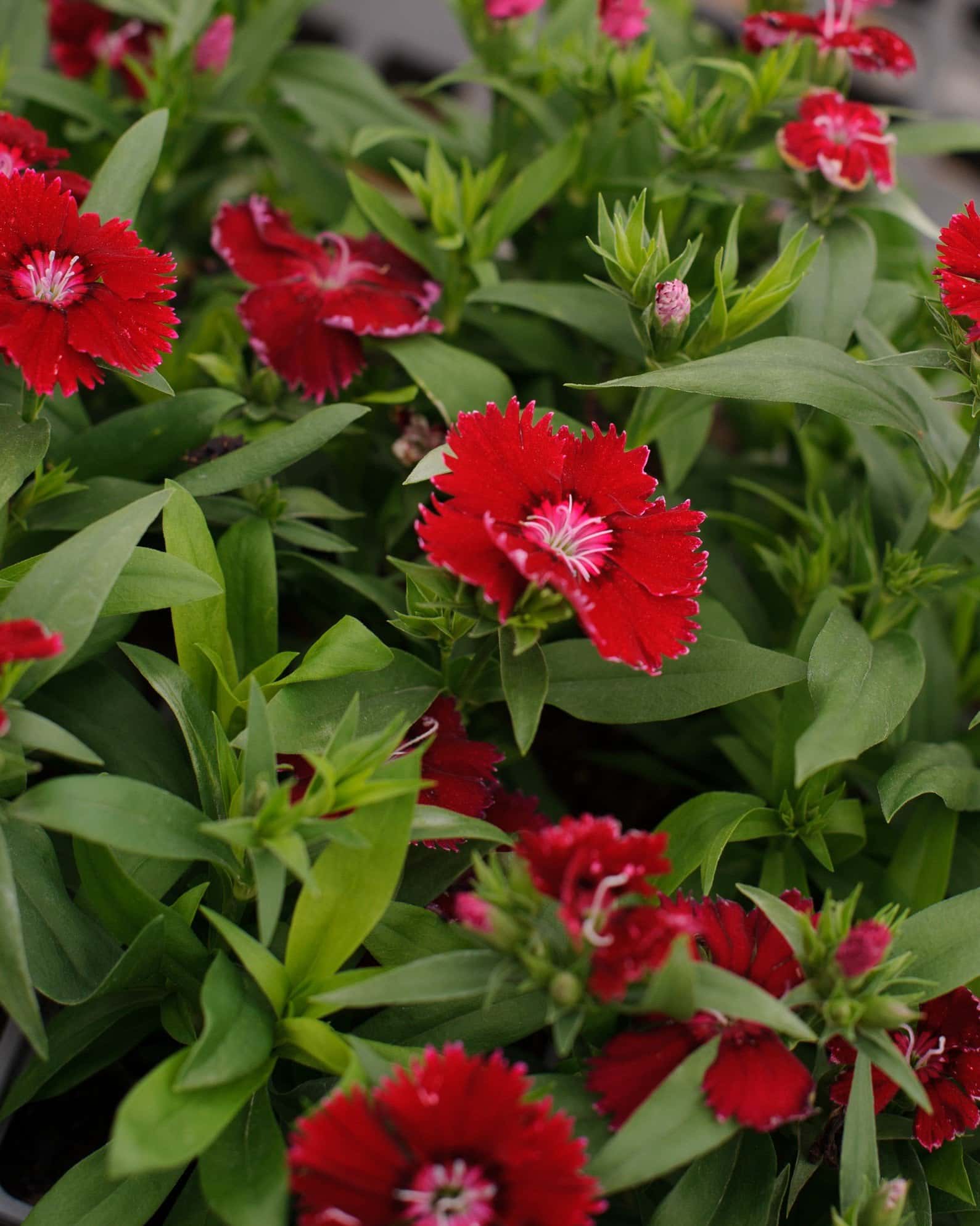 Floral Lace Red Dianthus - Image 4