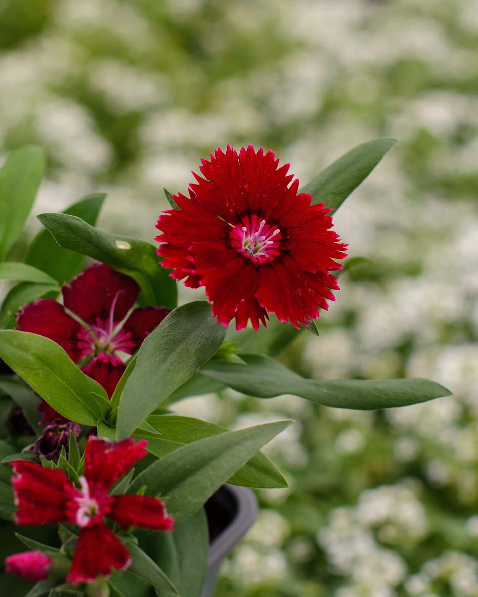 Floral Lace Red Dianthus - Image 5
