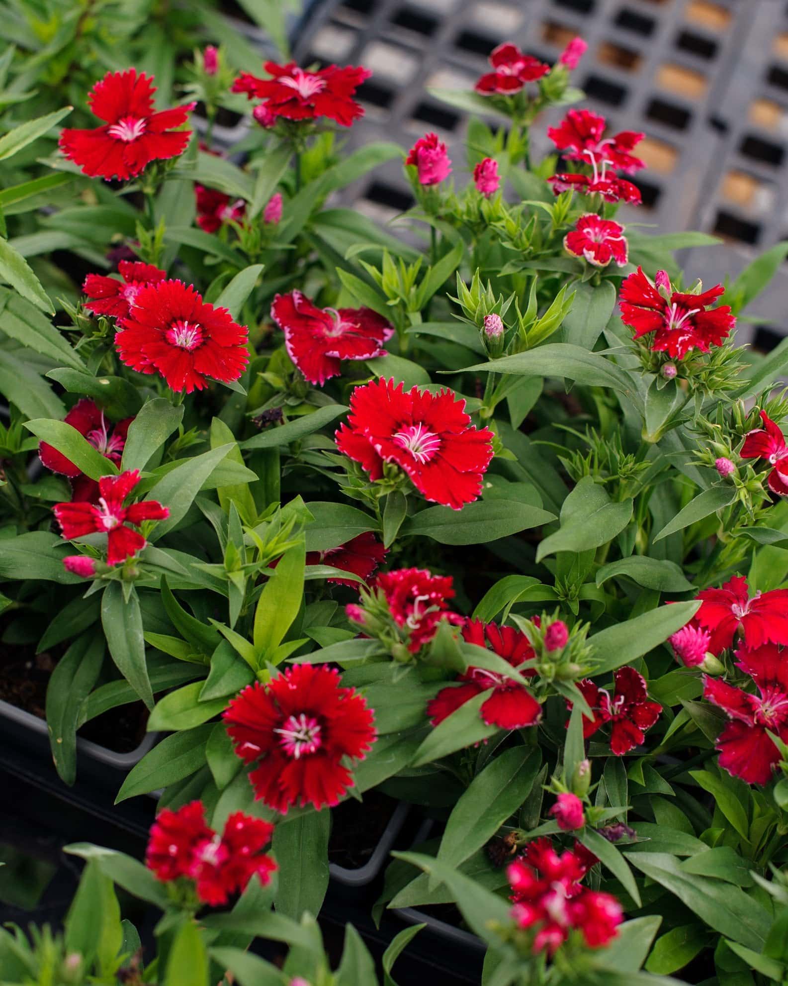 Floral Lace Red Dianthus - Image 6