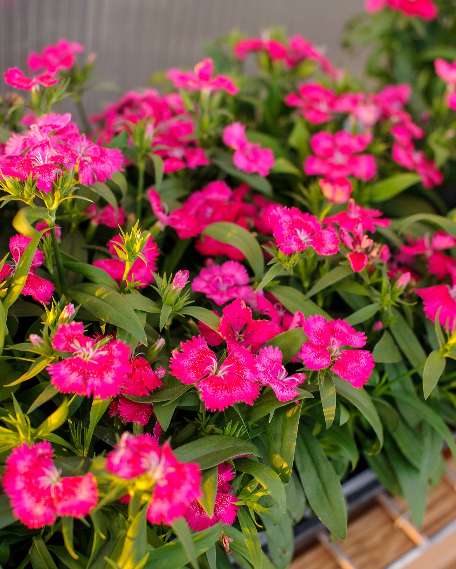 Floral Lace True Rose Dianthus - Image 1