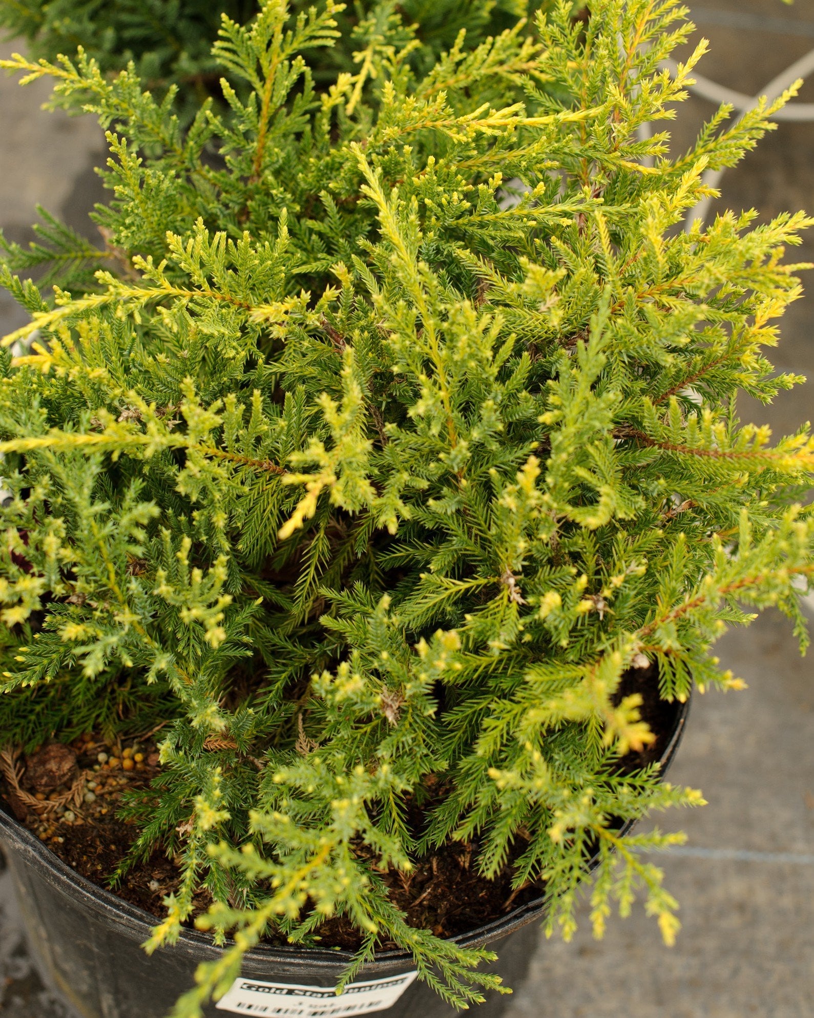 Gold Star Juniper - Image 1