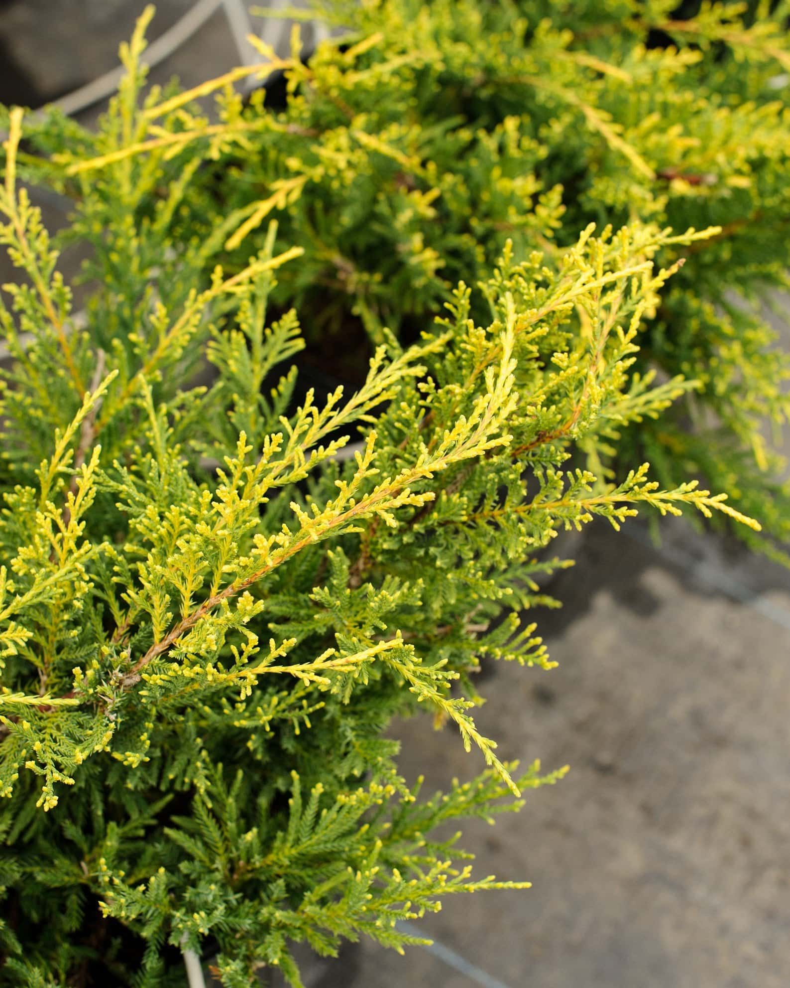 Gold Star Juniper - Image 5