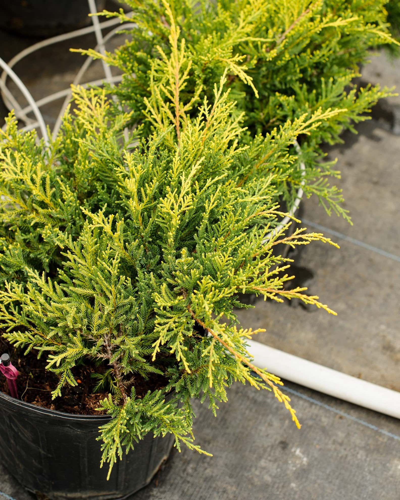 Gold Star Juniper - Image 7