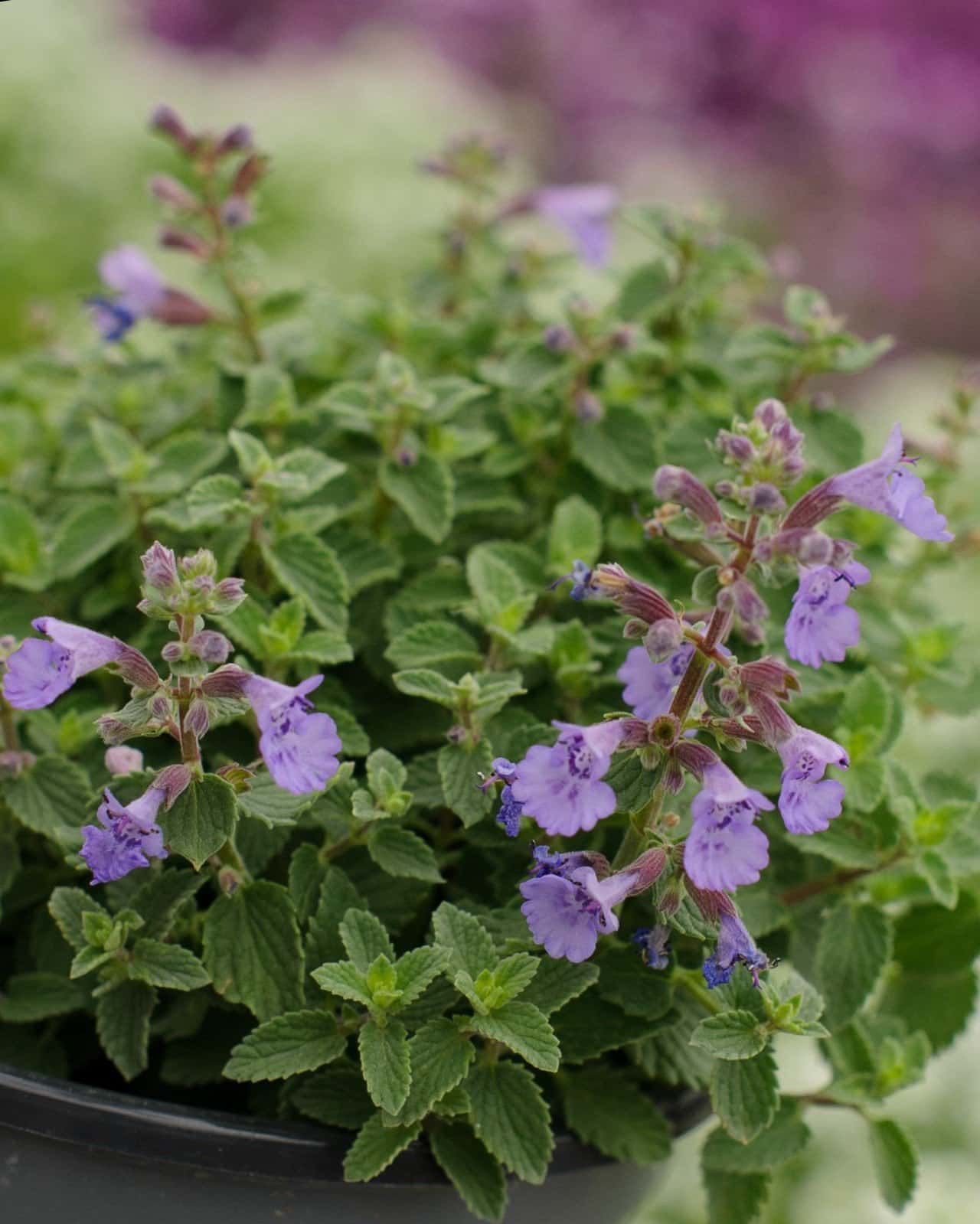 Kitten Around Catmint - Main Image