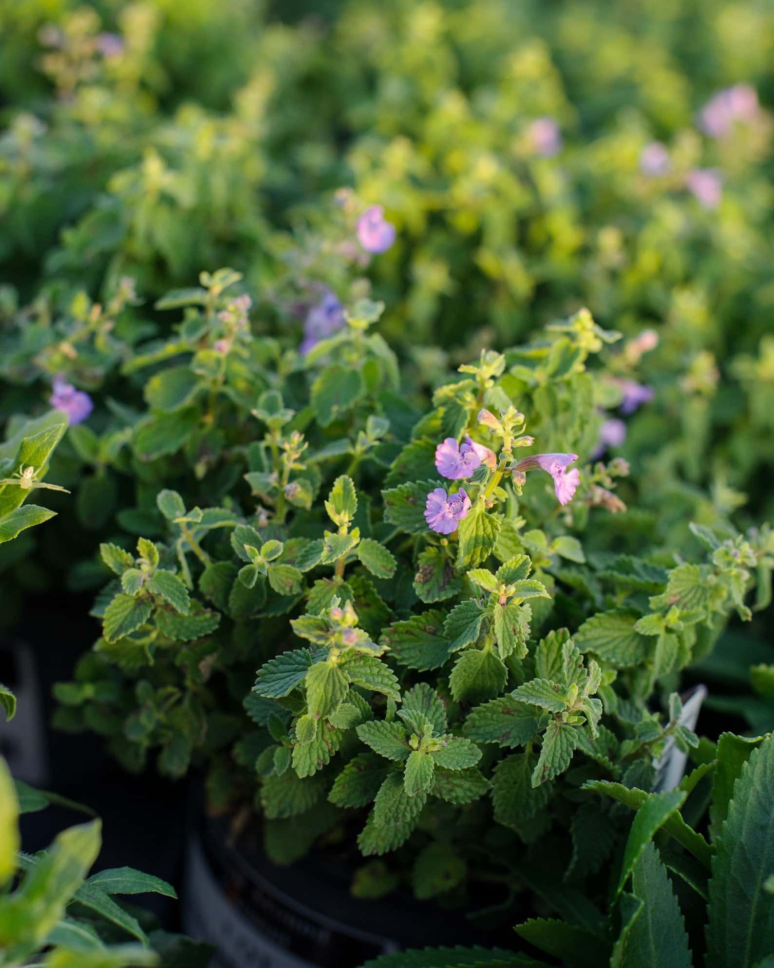 Kitten Around Catmint - Image 2