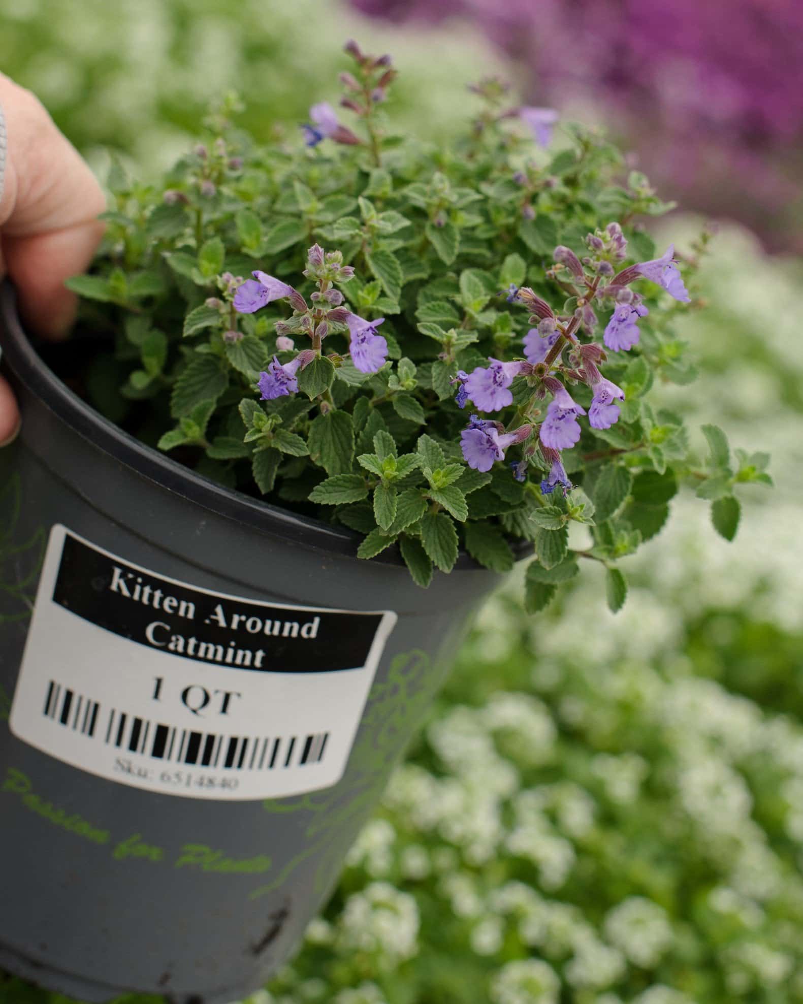 Kitten Around Catmint - Image 6