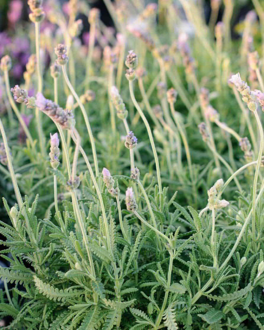 LaDiva Imperial Early Lavender - Main Image