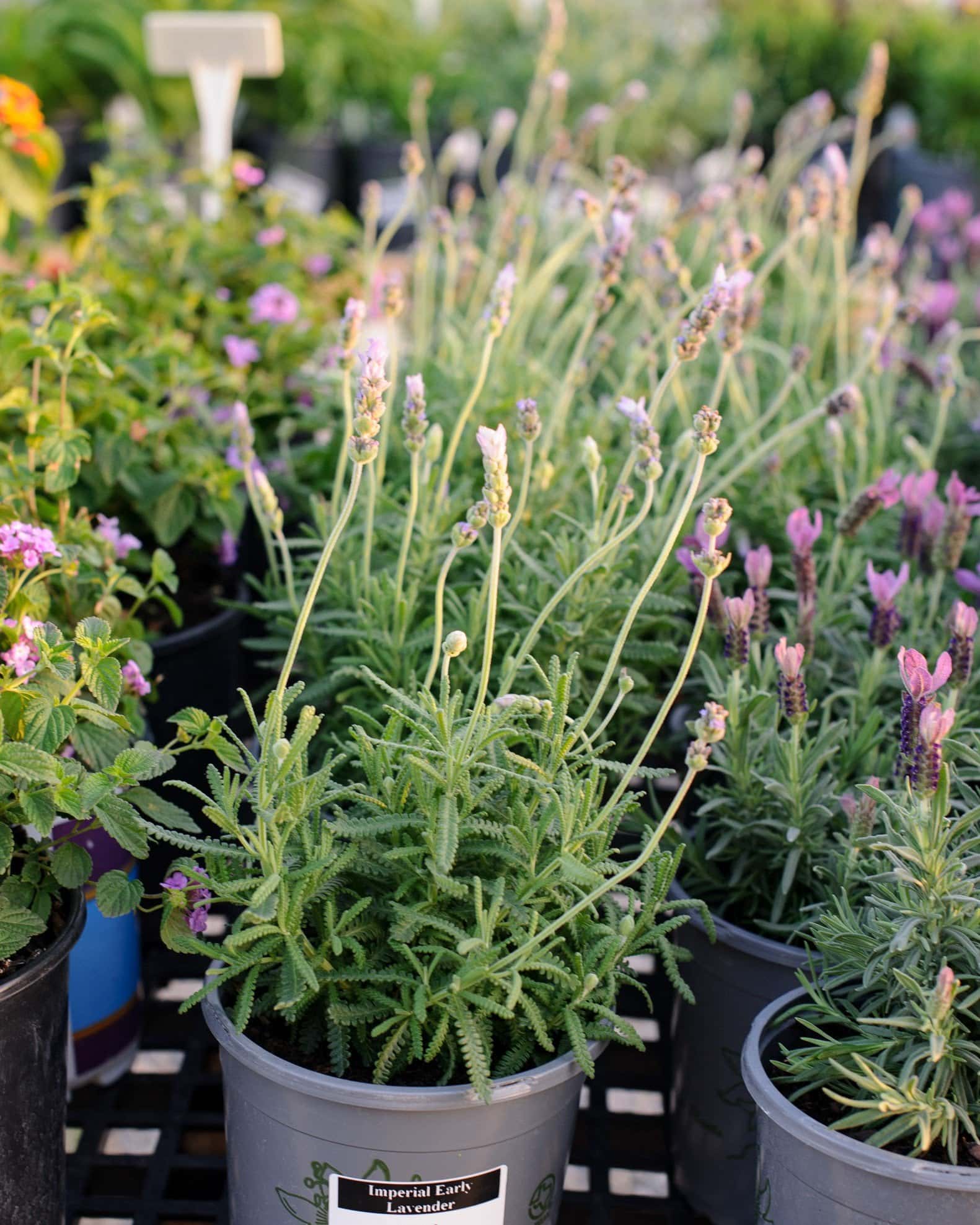 LaDiva Imperial Early Lavender - Image 1