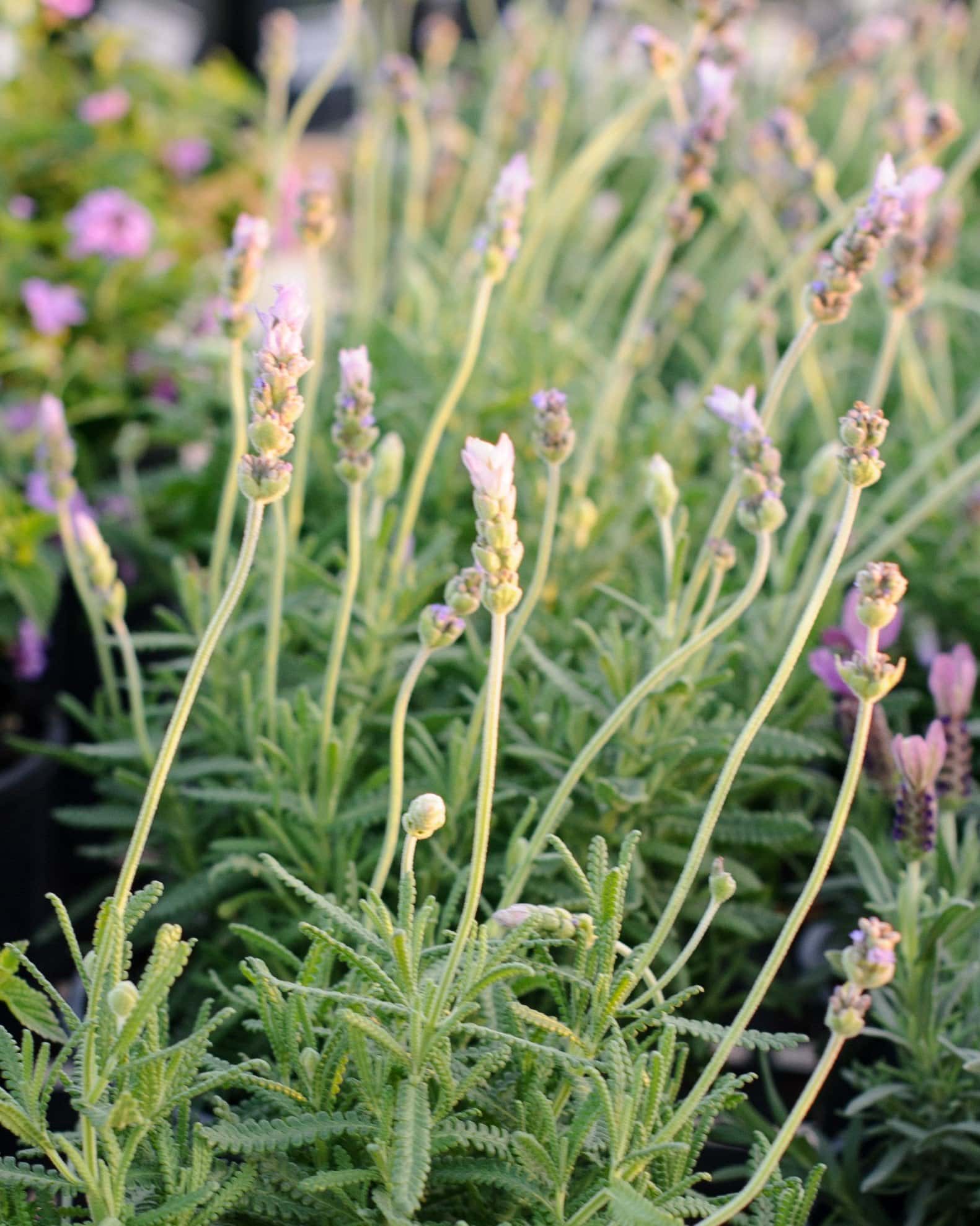 LaDiva Imperial Early Lavender - Image 2