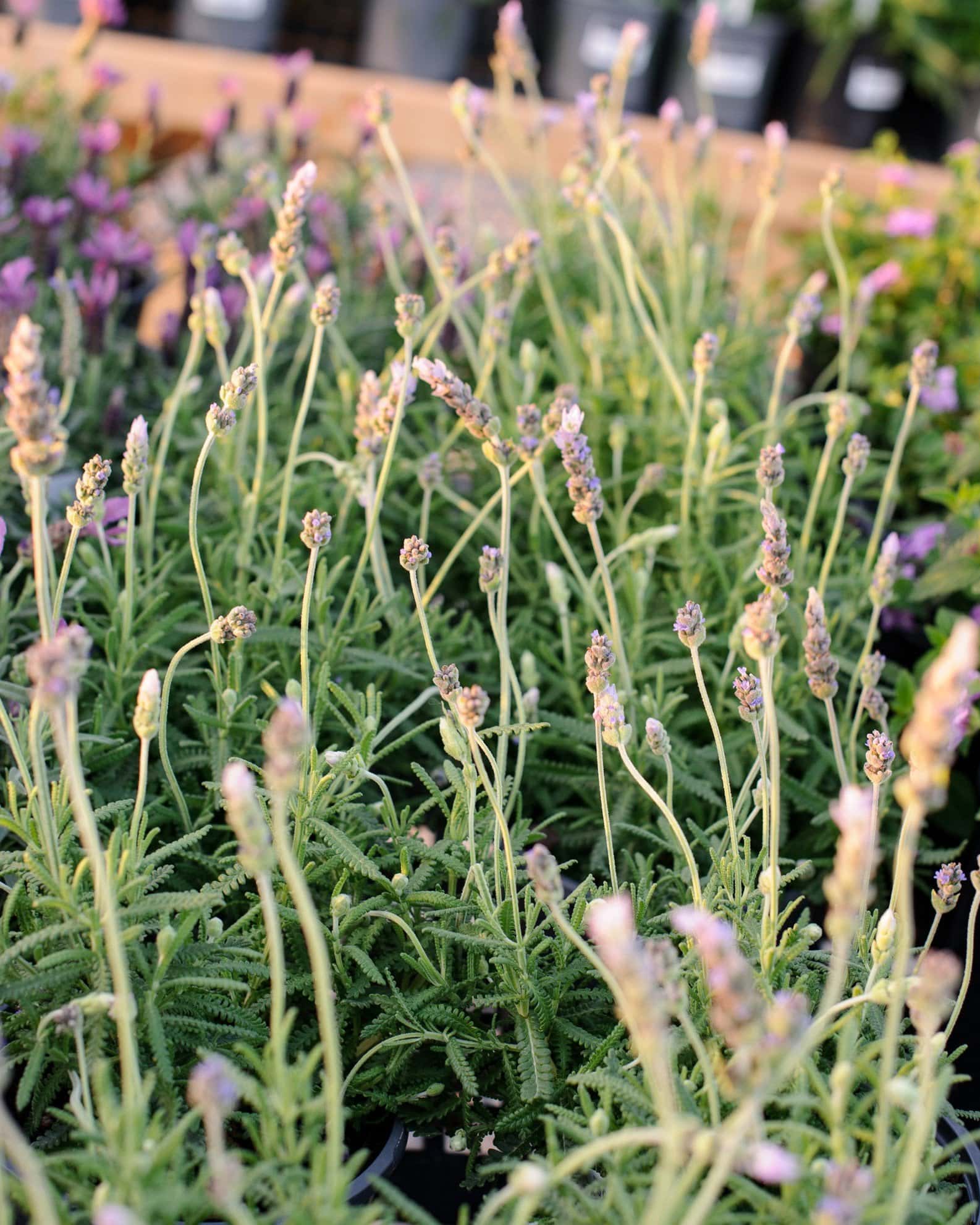 LaDiva Imperial Early Lavender - Image 3