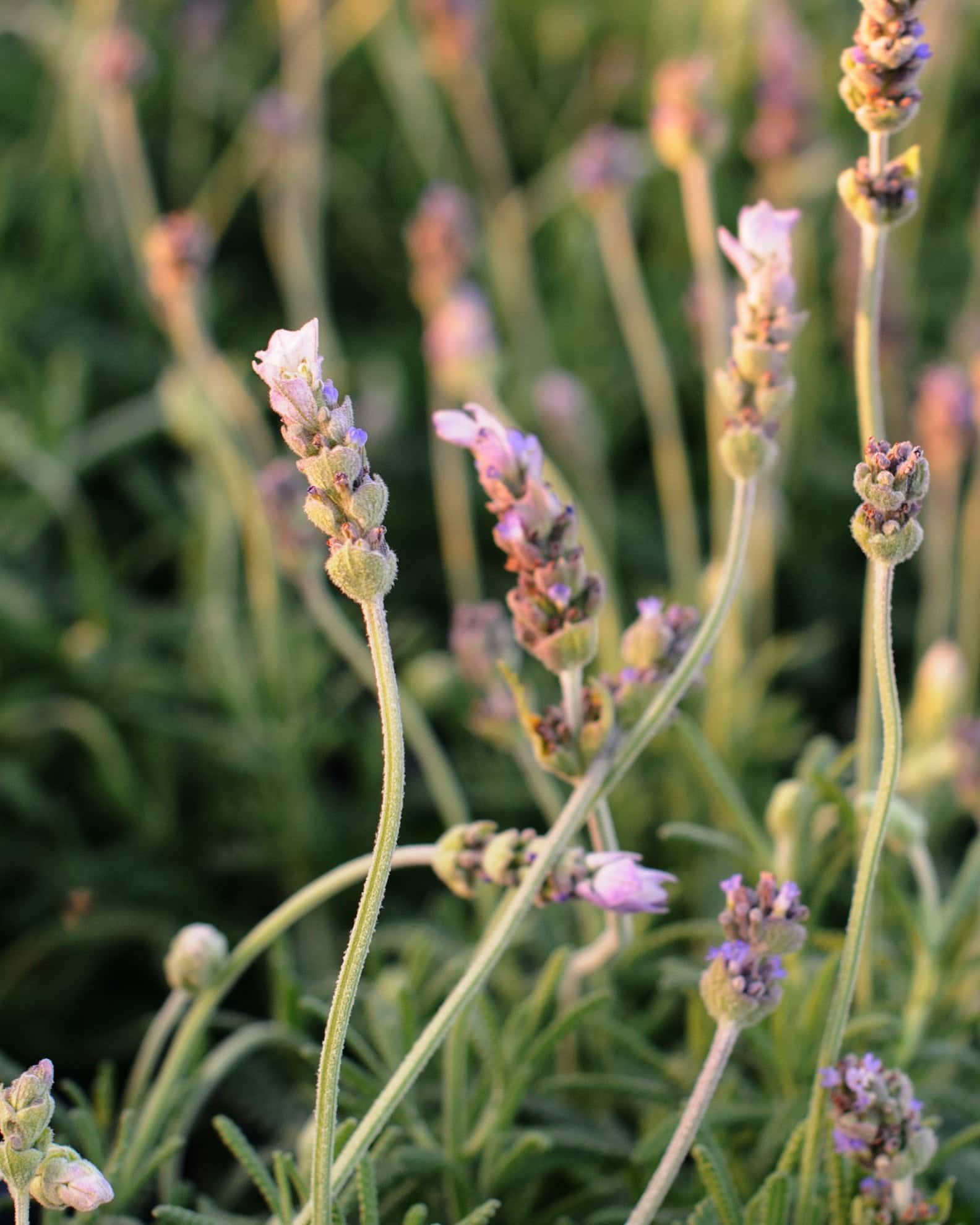 LaDiva Imperial Early Lavender - Image 4