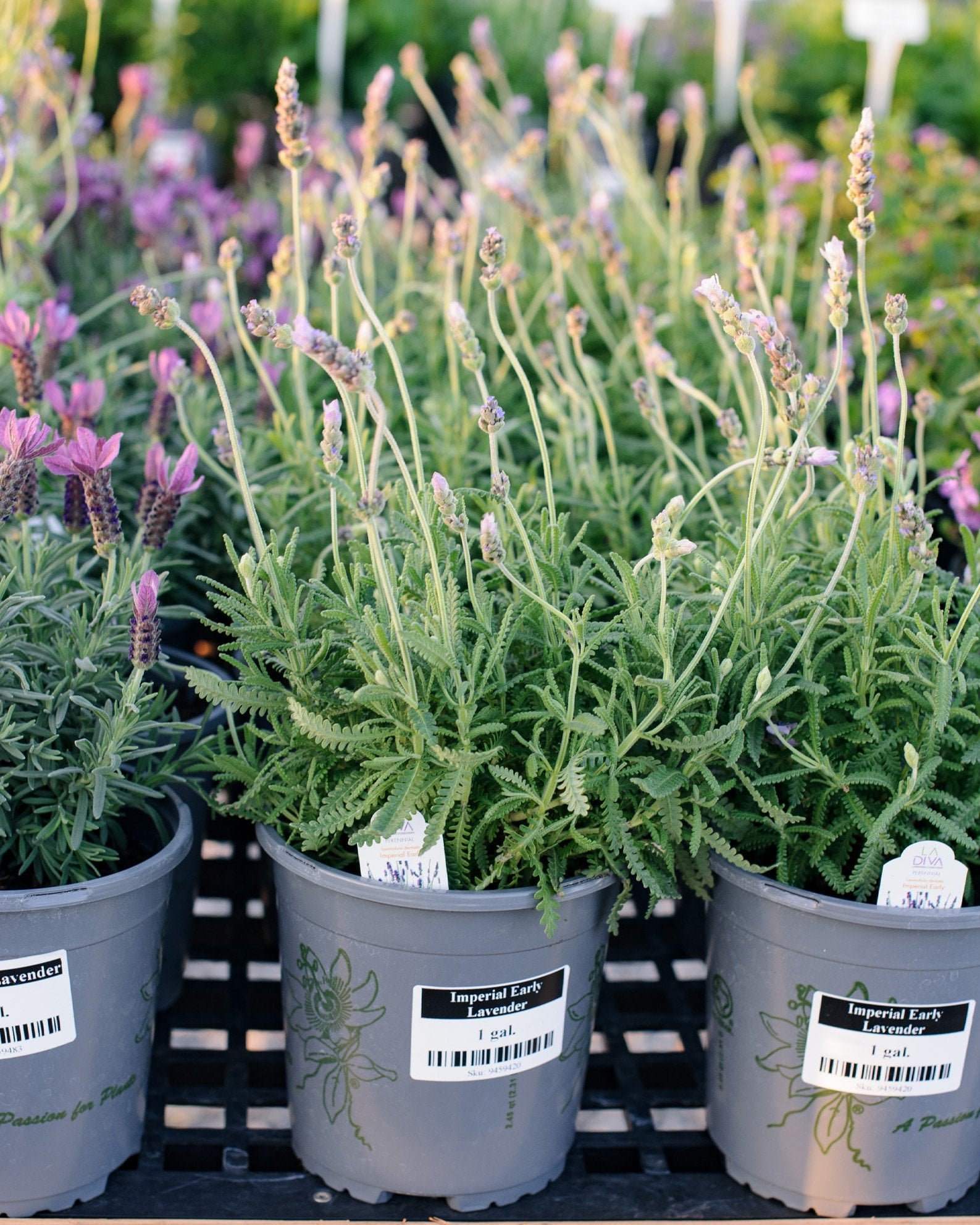 LaDiva Imperial Early Lavender - Image 2