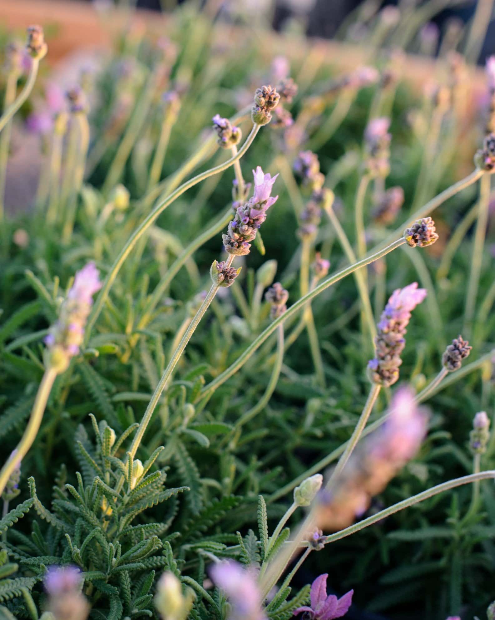 LaDiva Imperial Early Lavender - Image 7