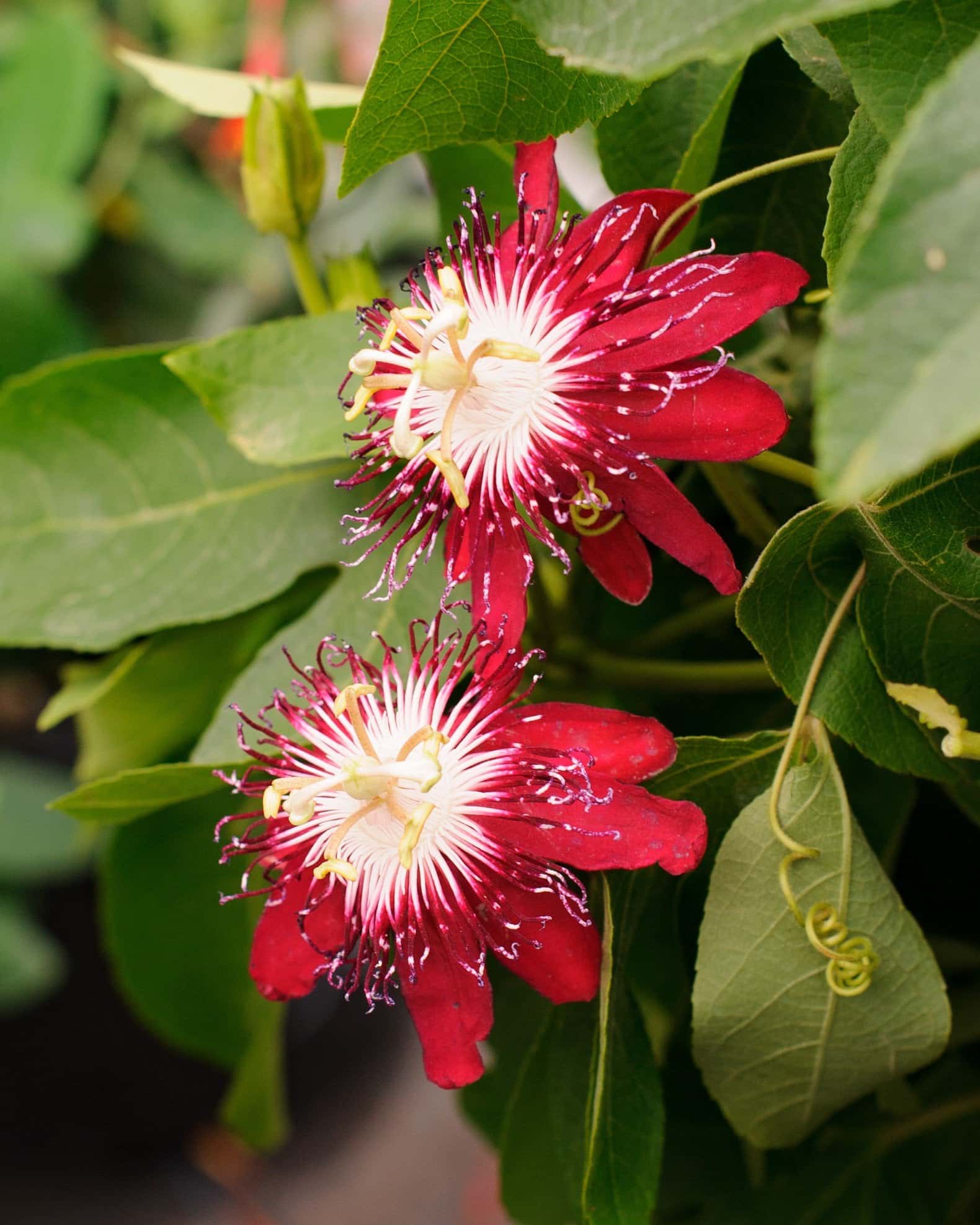 Lady Margaret Red Passionflower Espalier - Main Image