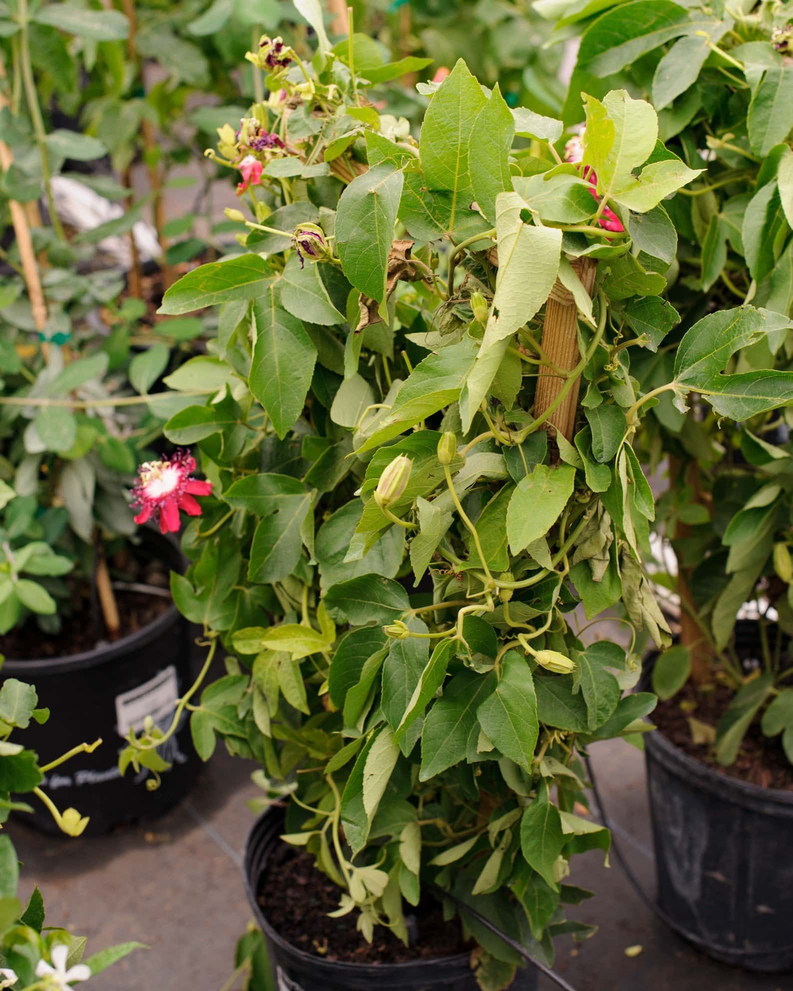 Lady Margaret Red Passionflower Espalier - Image 1