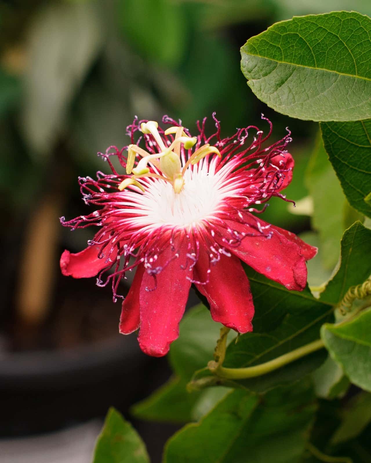 Lady Margaret Red Passionflower Espalier - Image 2