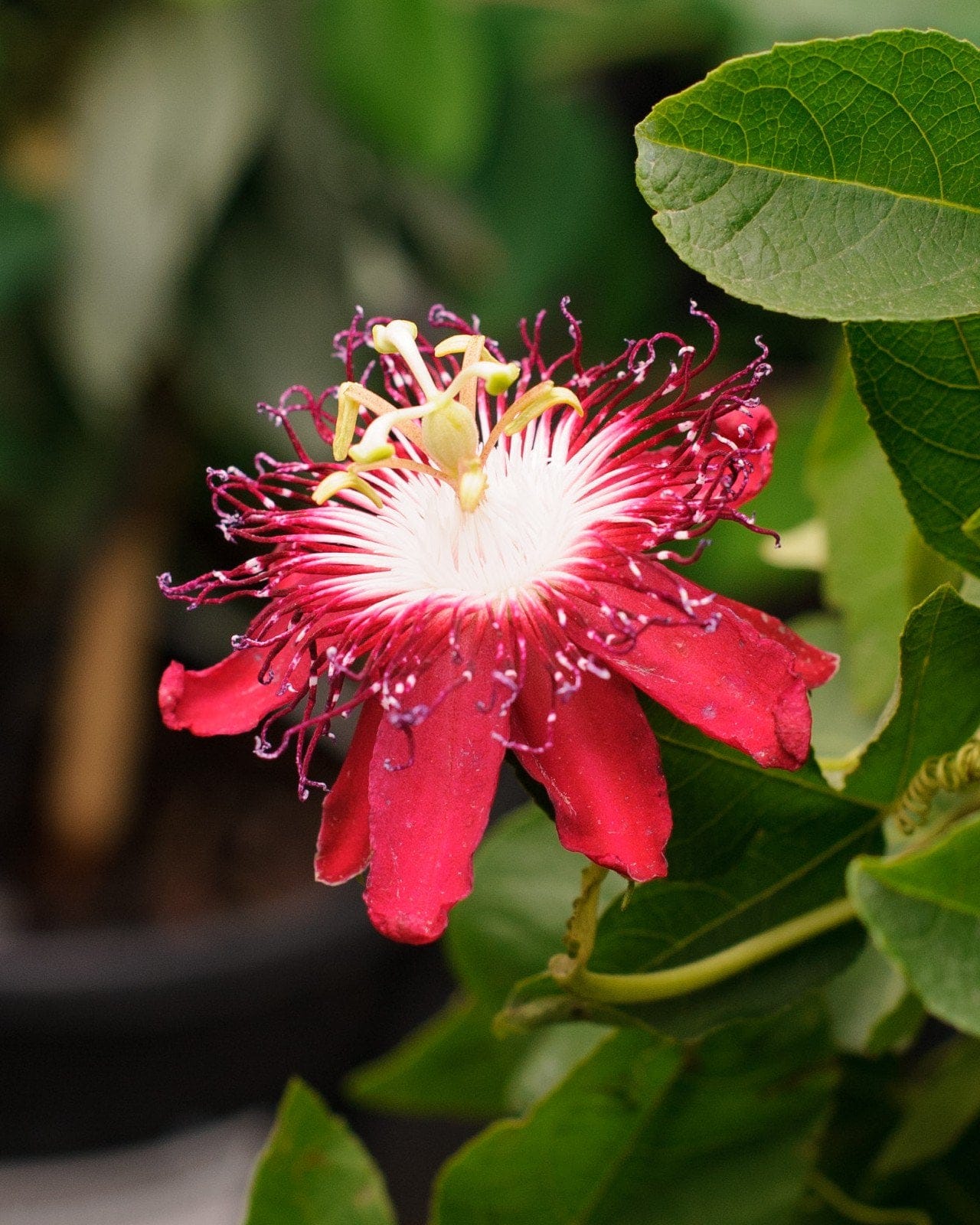 Lady Margaret Red Passionflower Espalier - view 2