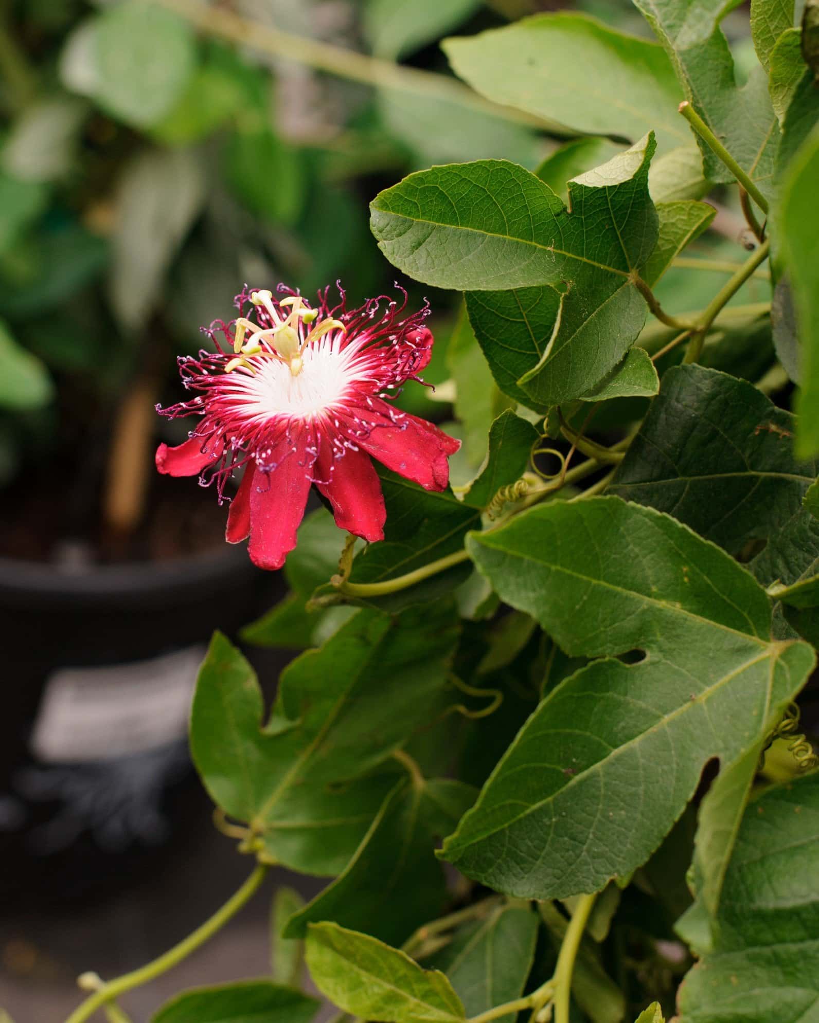 Lady Margaret Red Passionflower Espalier - Image 3