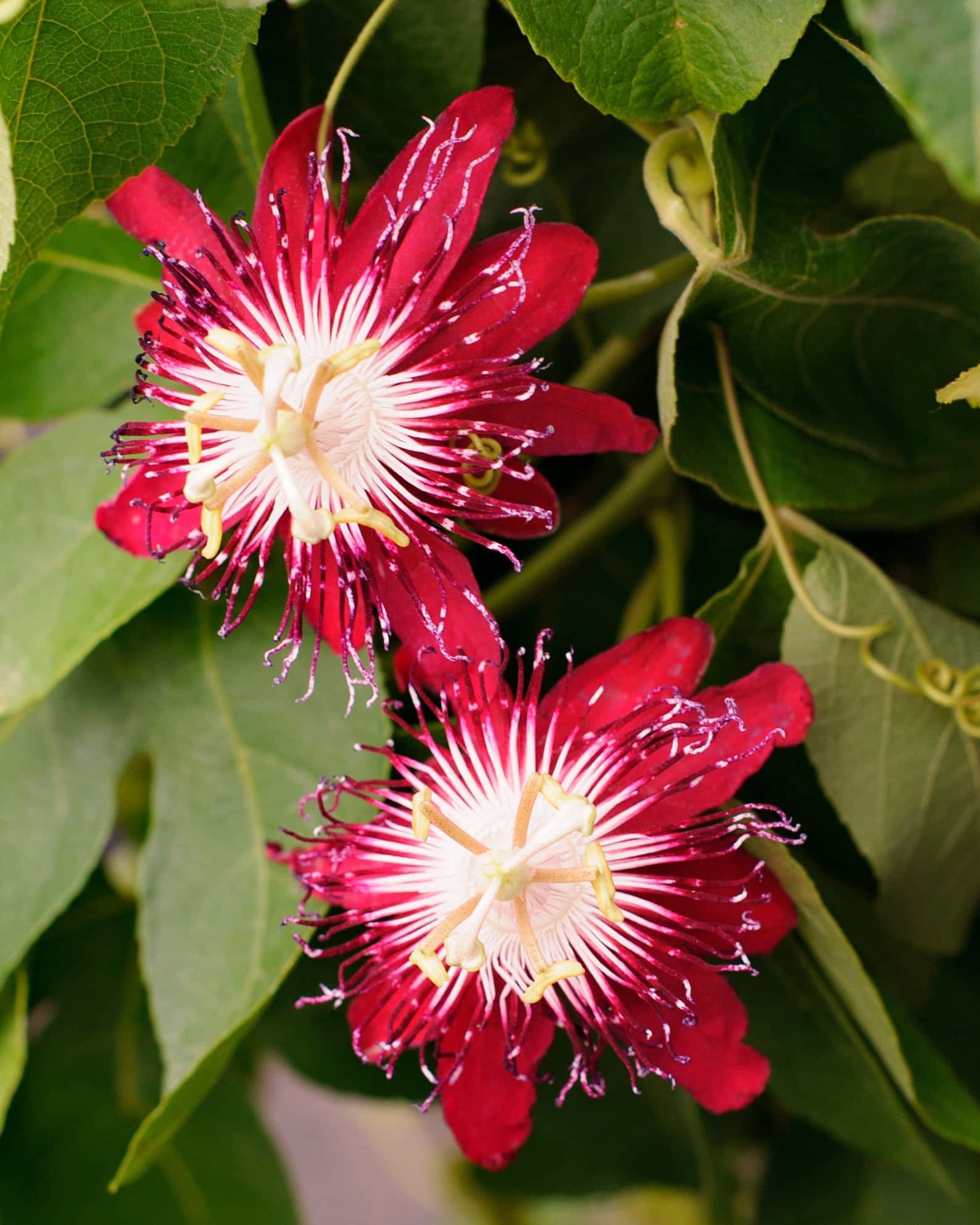 Lady Margaret Red Passionflower Espalier - Image 4