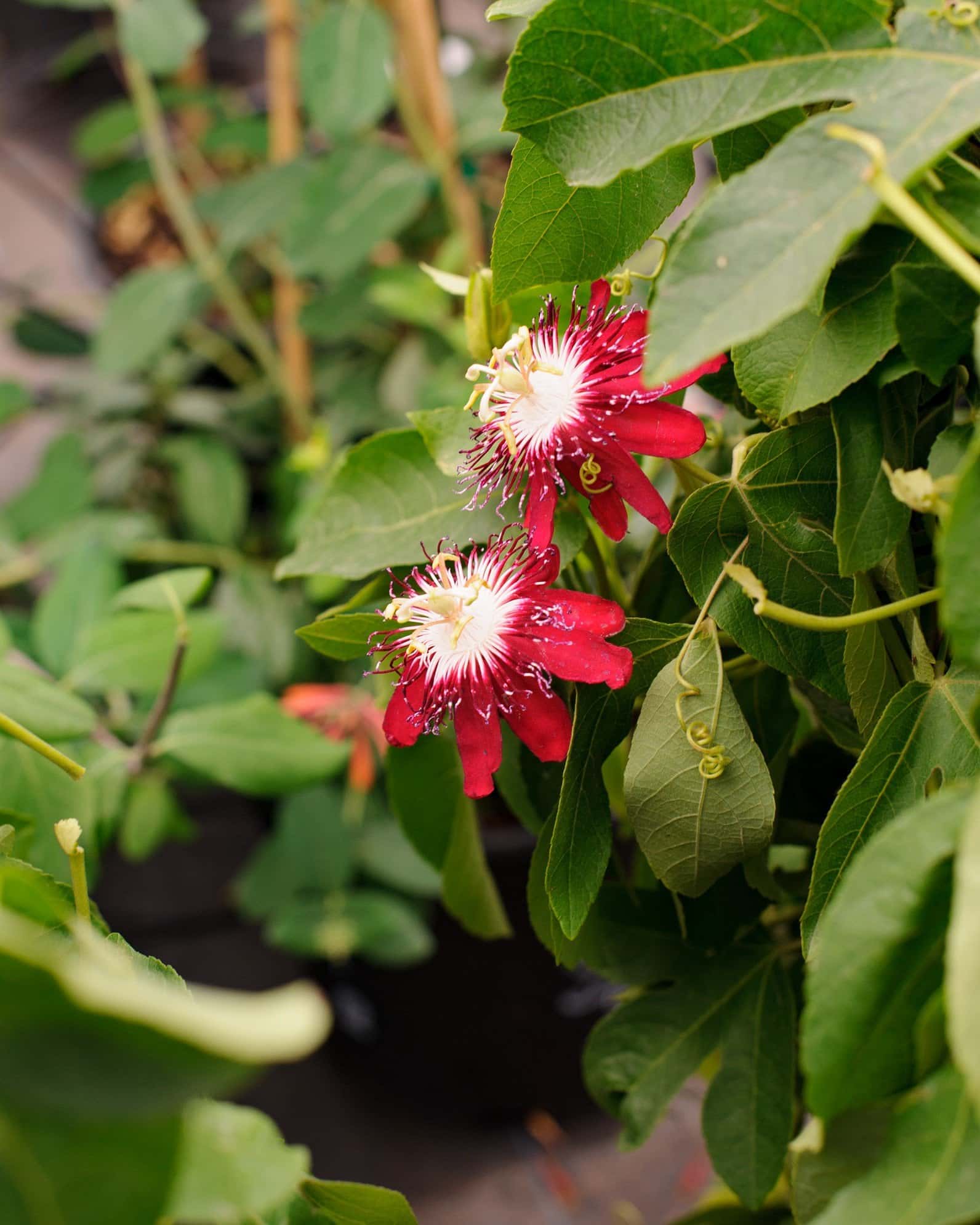 Lady Margaret Red Passionflower Espalier - Image 5