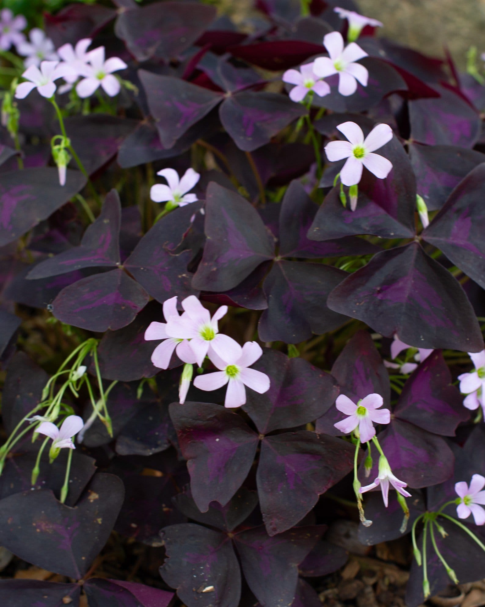 Purple Shamrock - Main Image