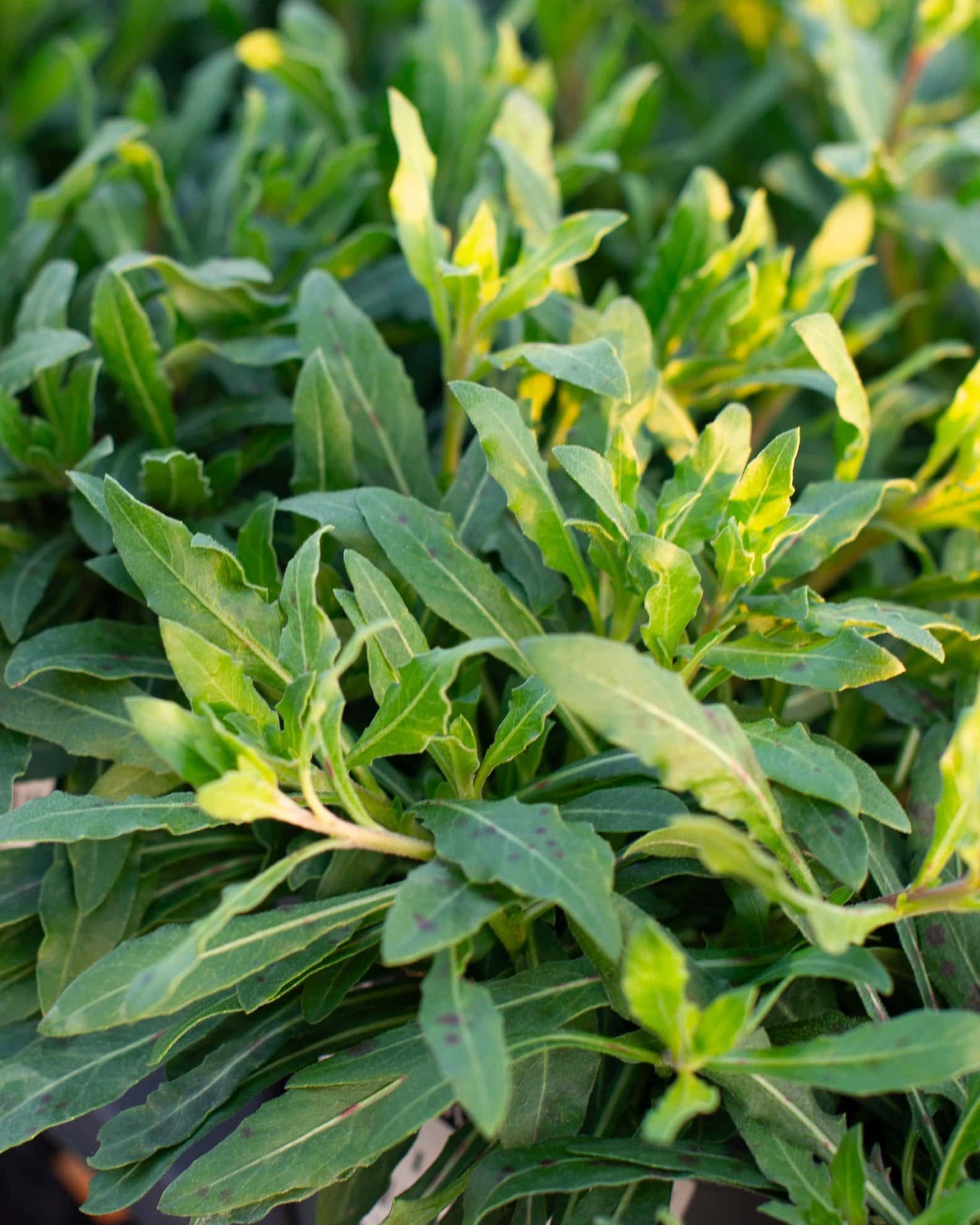 Sparkle White Gaura - Main Image