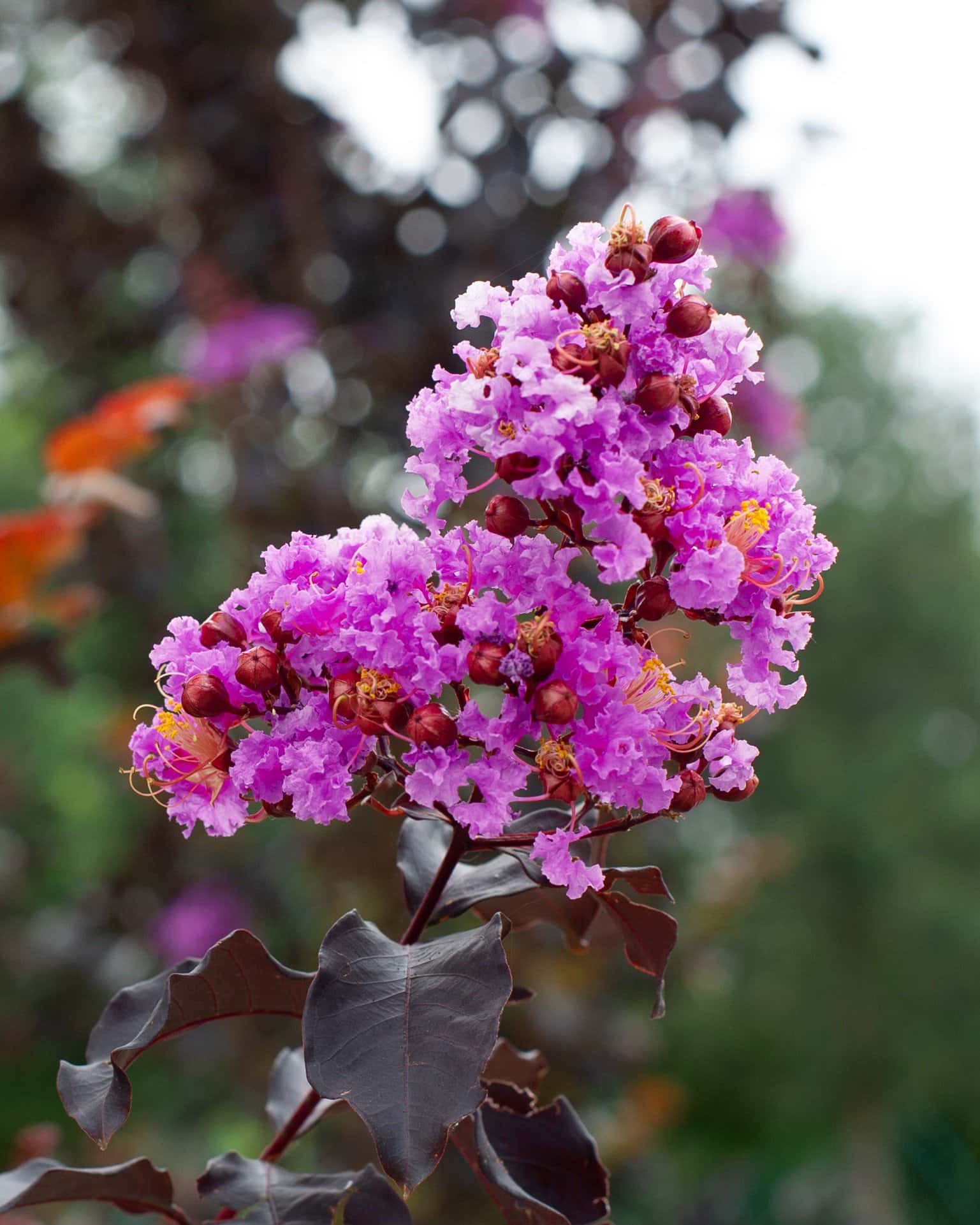 Lavender Skies Crape Myrtle - Main Image