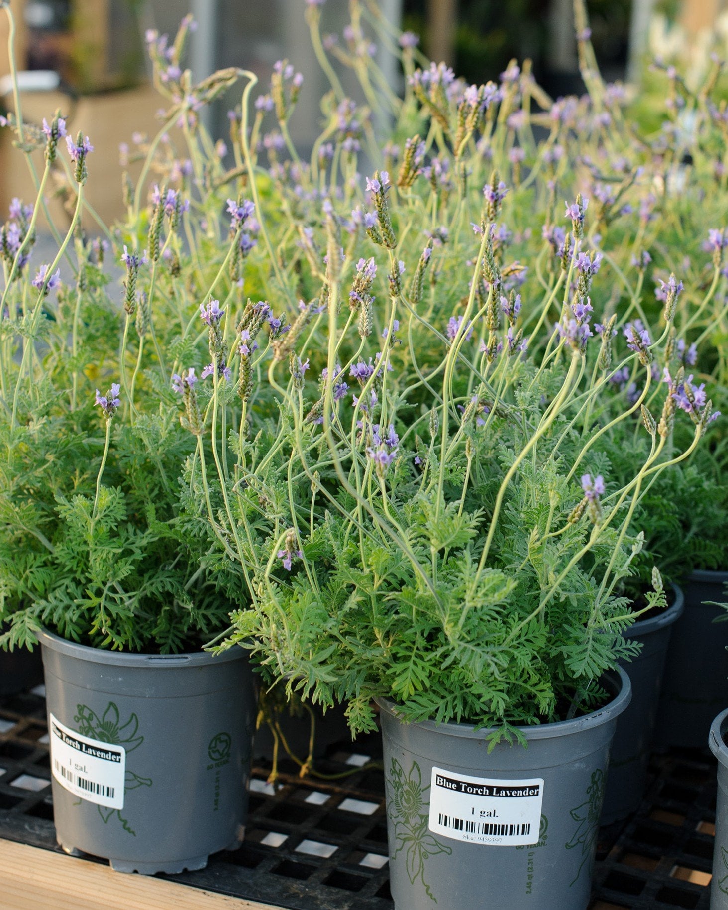 Blue Torch Lavender - Image 2